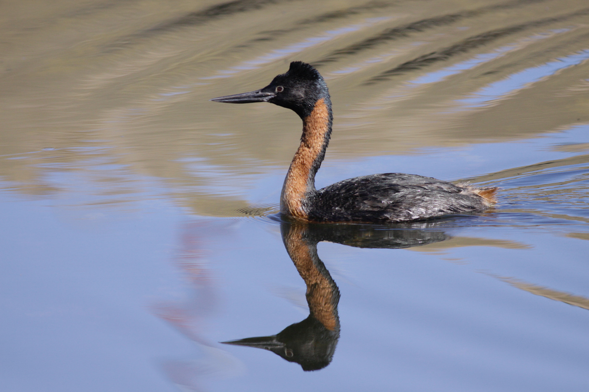 Canon EOS 50D + Canon EF 400mm F5.6L USM sample photo. Maca grande photography