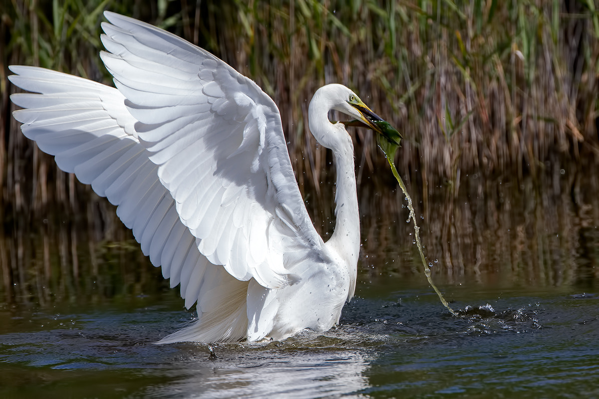 Canon EOS 70D + Canon EF 300mm F2.8L IS II USM sample photo. Fish! photography