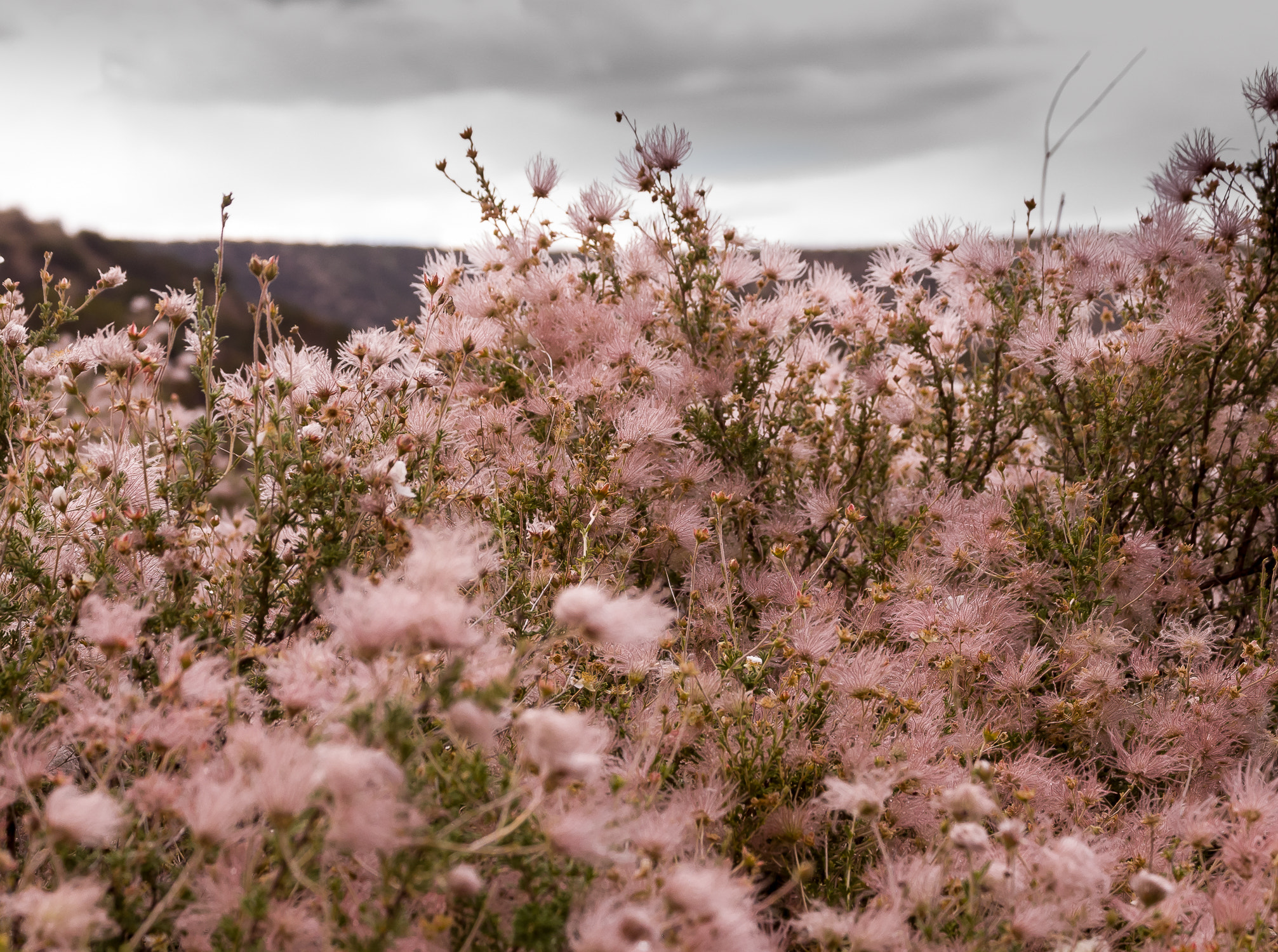 Nikon D80 sample photo. Pink thistles against gray sky photography