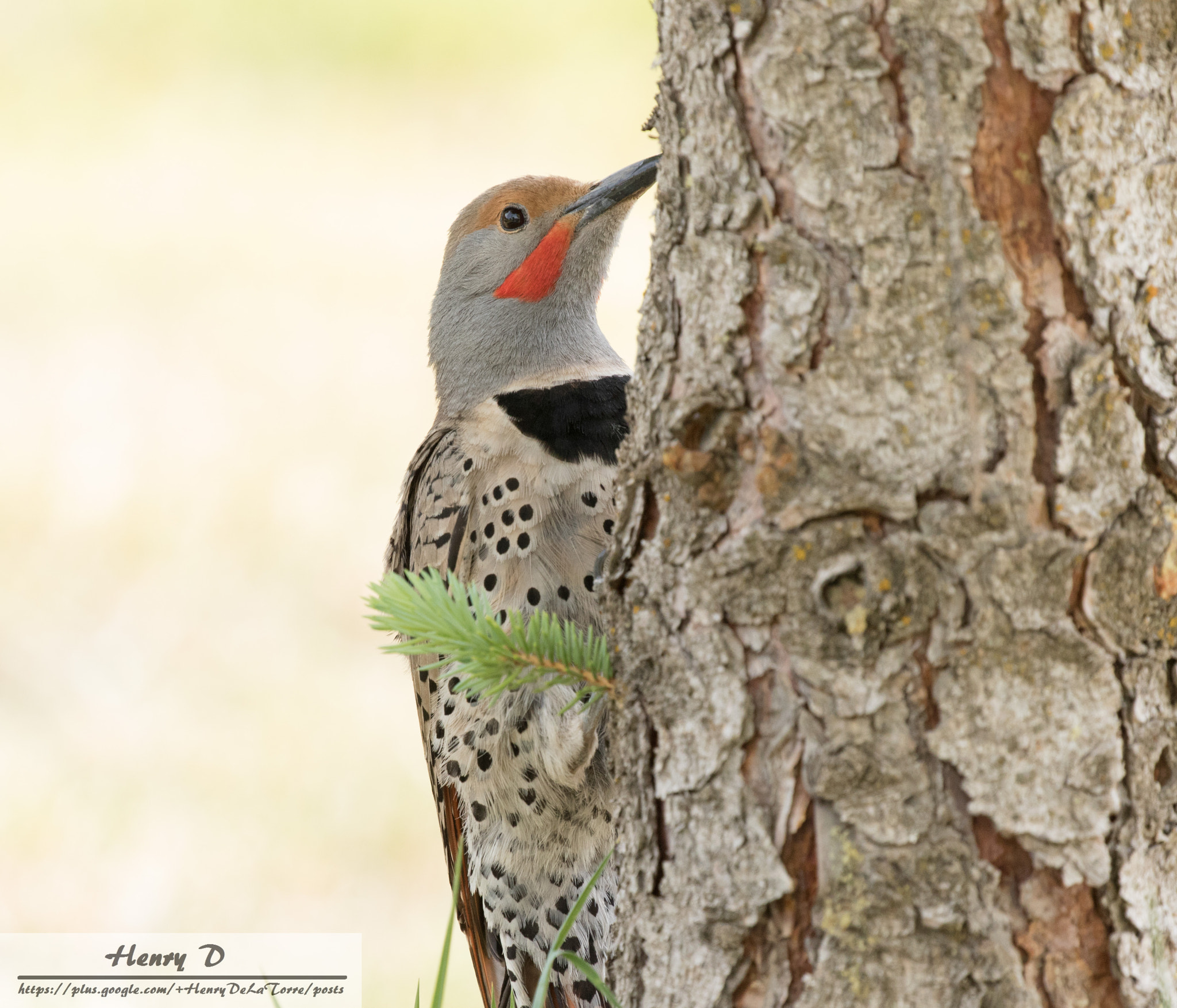 Canon EOS 7D Mark II + Canon EF 100-400mm F4.5-5.6L IS II USM sample photo. Northern flicker woodpecker photography