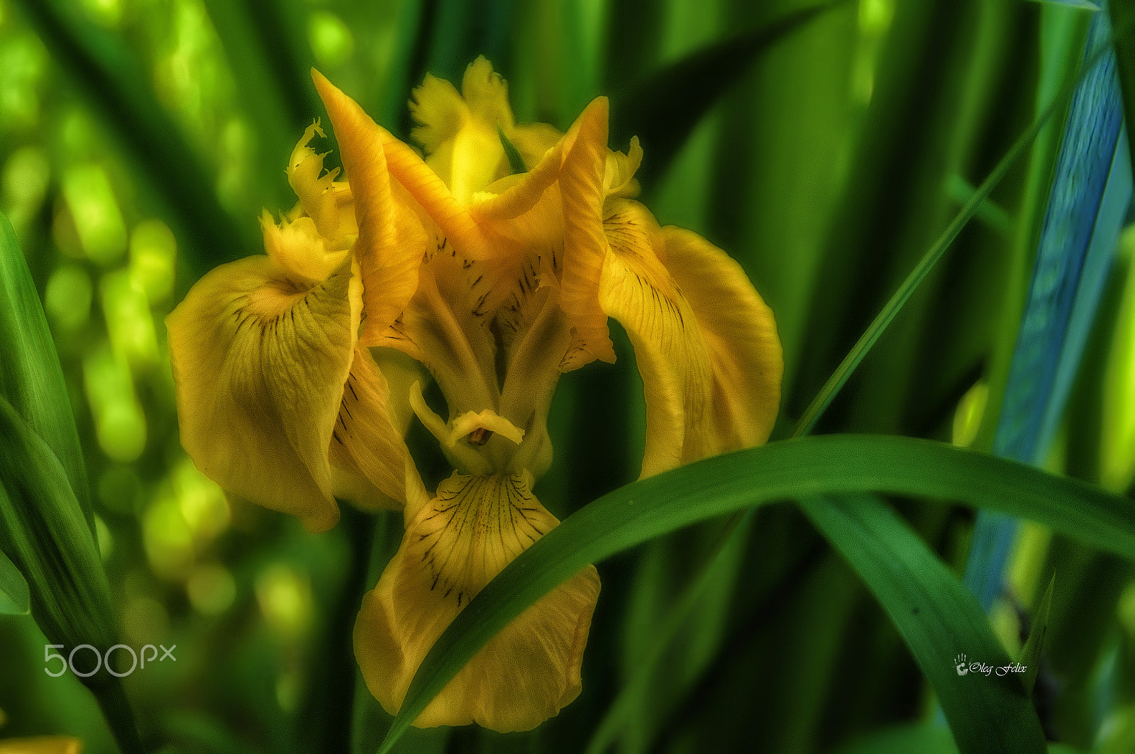 Sony SLT-A37 sample photo. Flower on the pond. photography