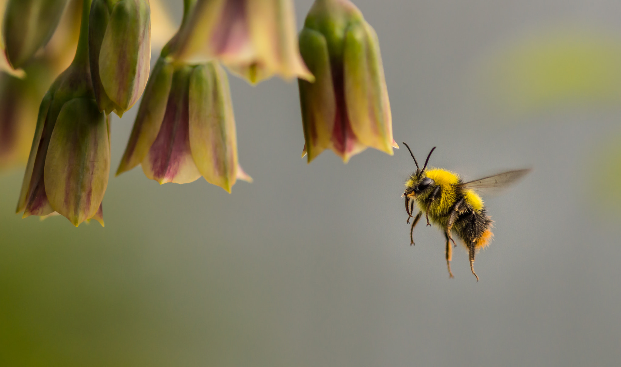 Sony SLT-A77 + Sony 100mm F2.8 Macro sample photo. Prepare for landing photography