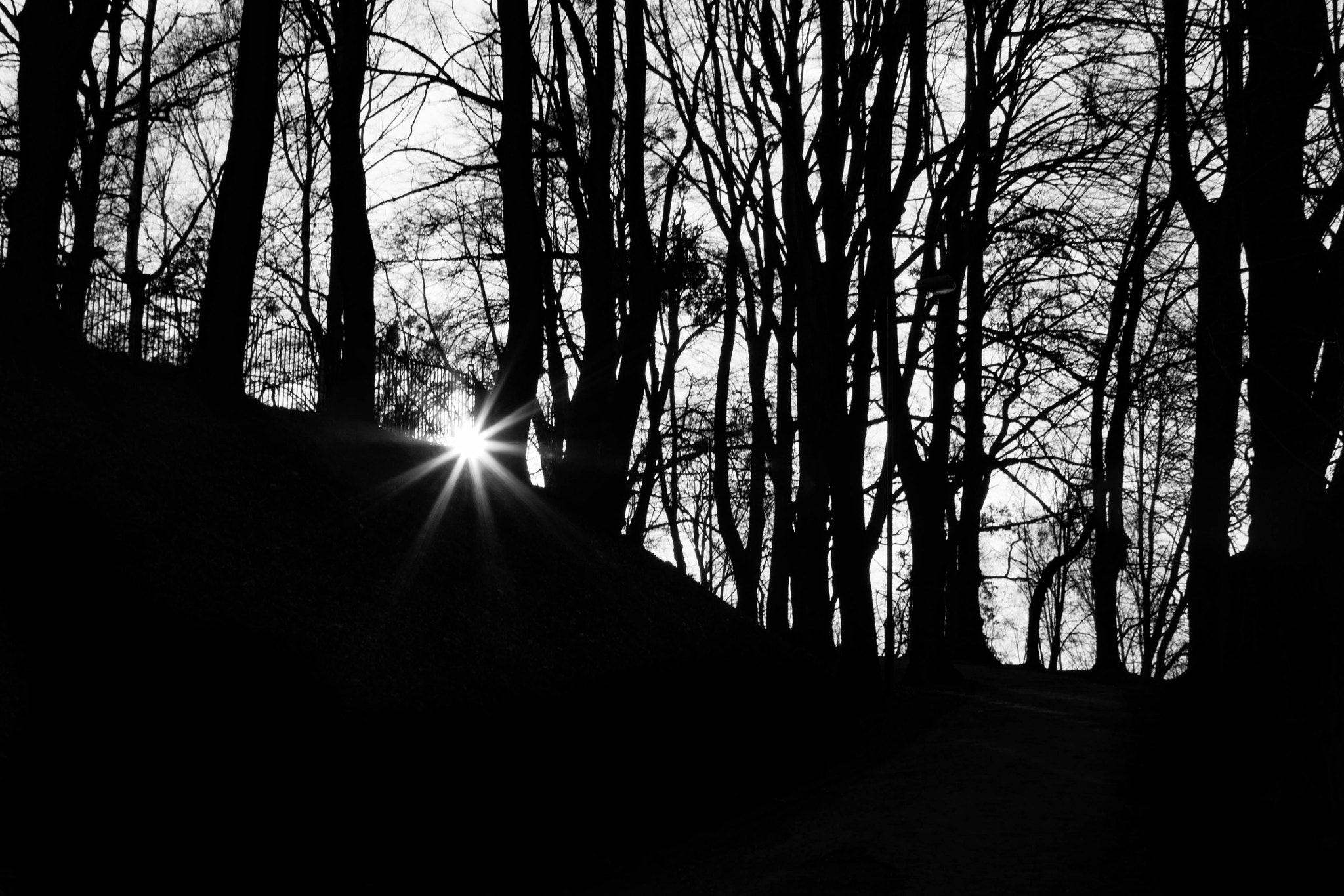 Canon EF 28-105mm f/3.5-4.5 USM sample photo. Forest photography