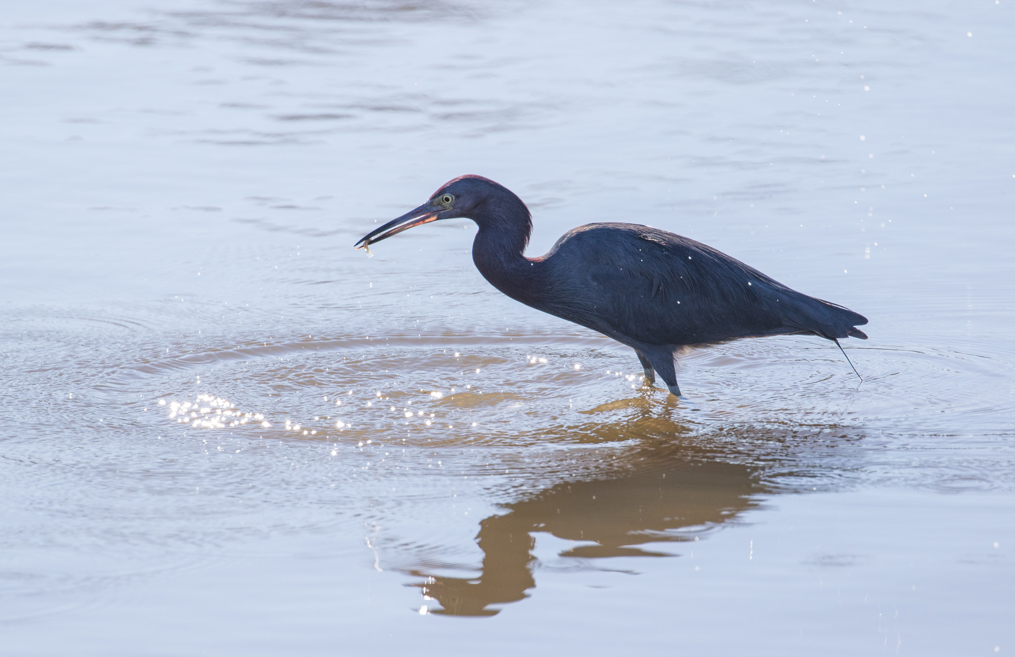 Canon EF 100-400mm F4.5-5.6L IS II USM sample photo. Fishing photography