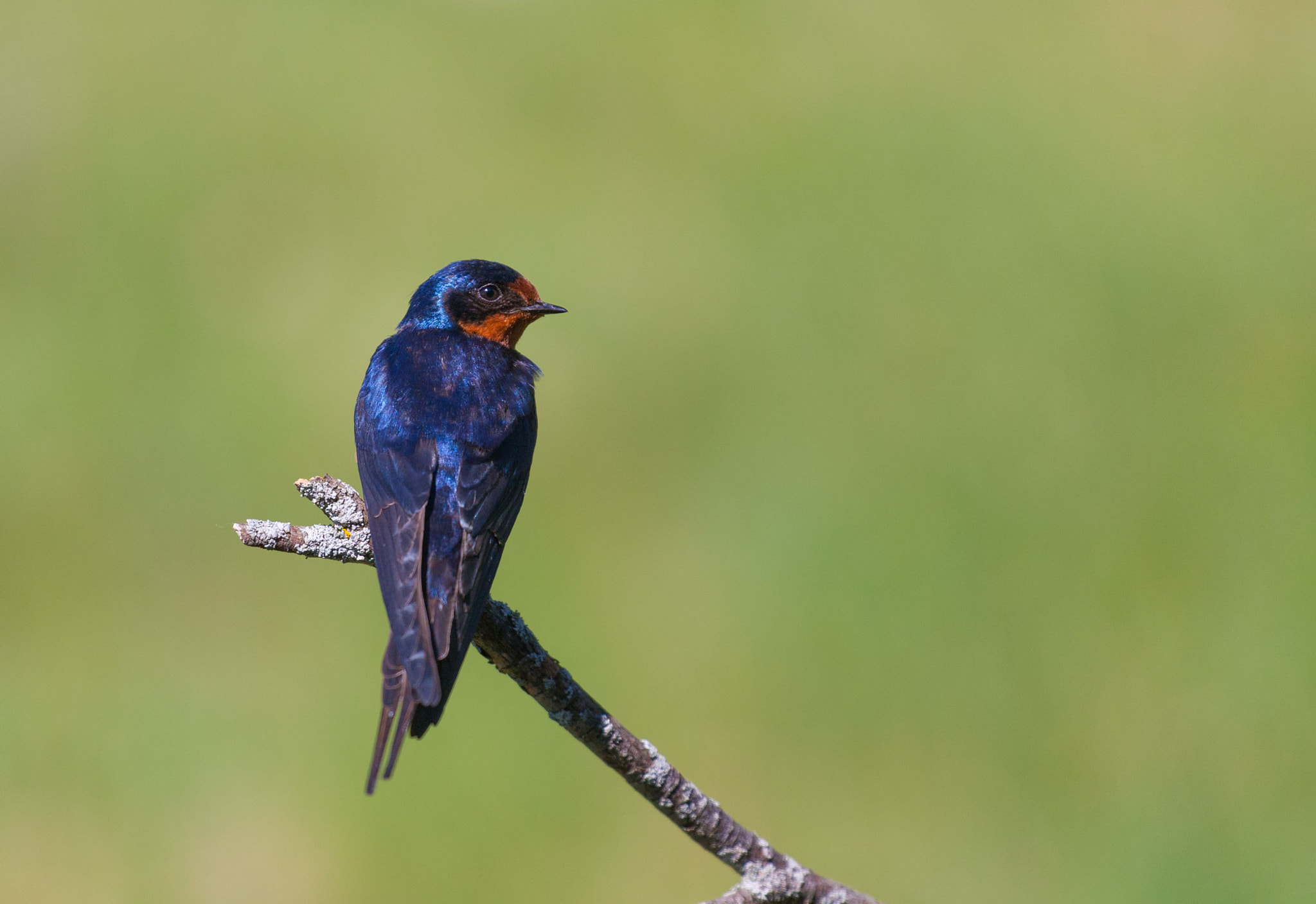 Canon EOS-1D Mark III sample photo. Mr. blue bird photography