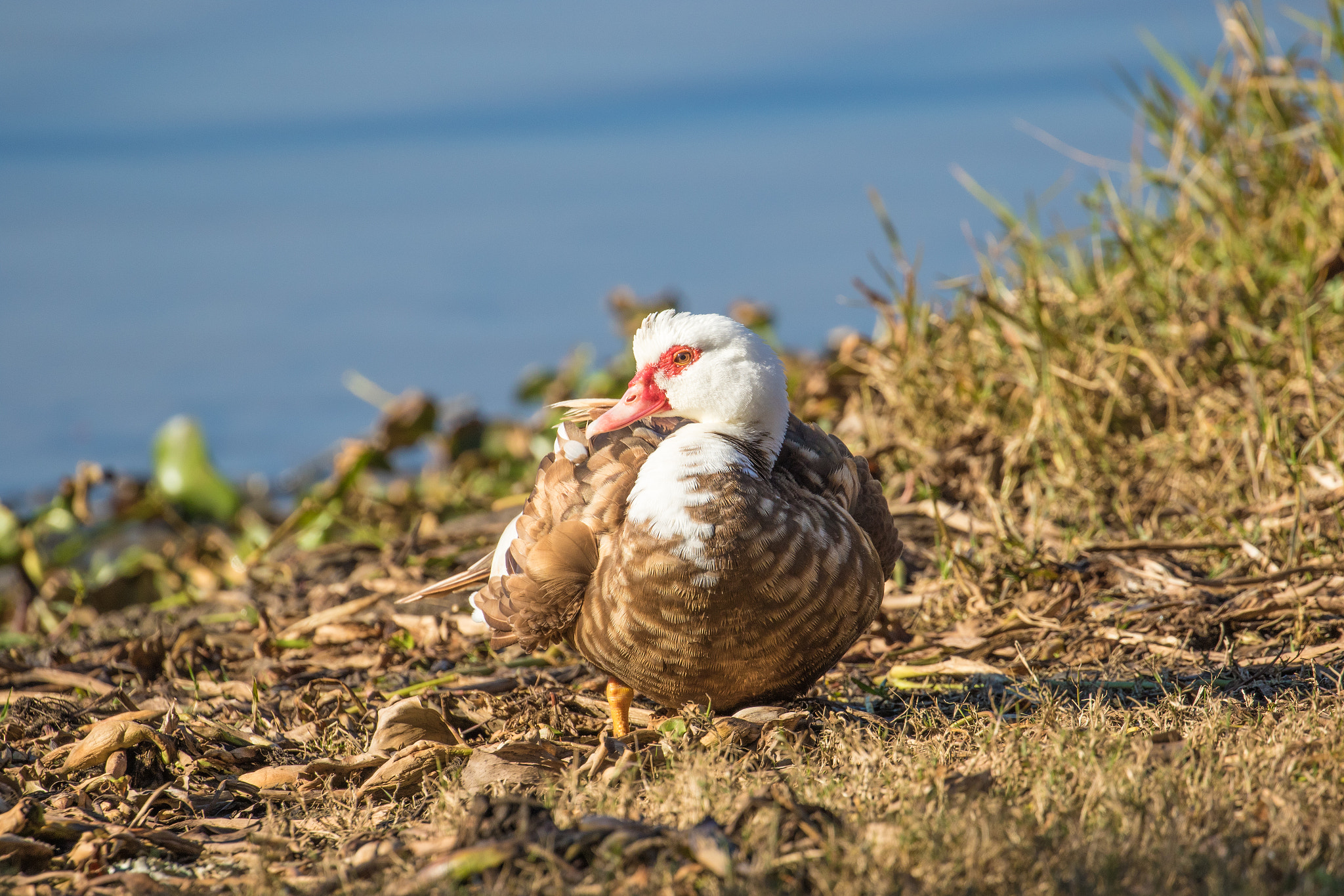 Canon EOS 7D Mark II + Canon EF 100-400mm F4.5-5.6L IS II USM sample photo. Duck grooming photography