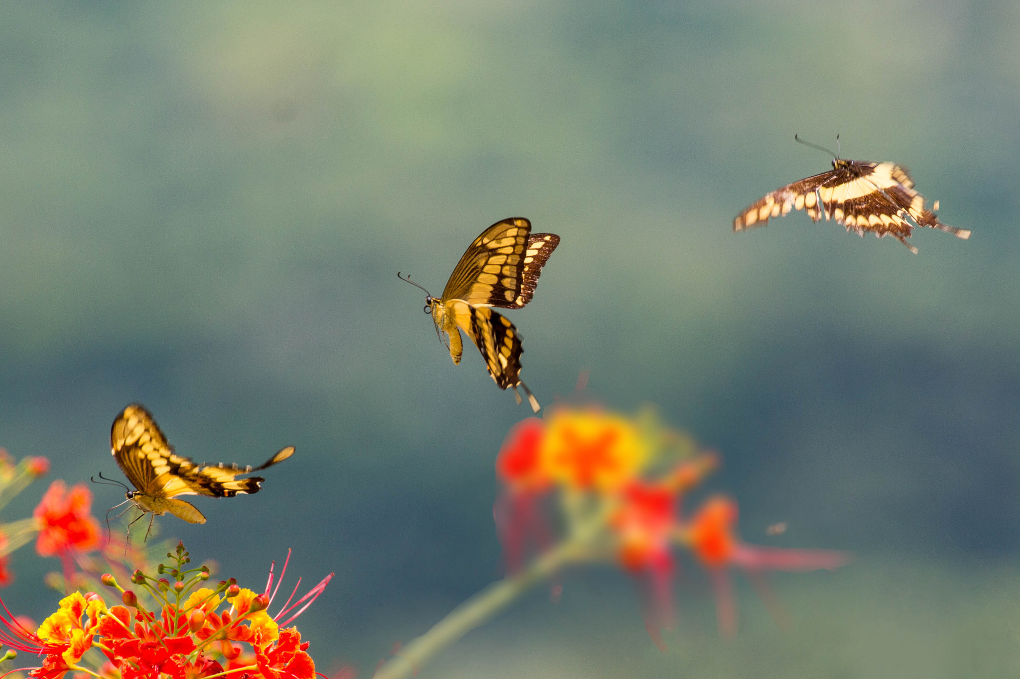 Canon EOS 7D + Canon EF 100-400mm F4.5-5.6L IS II USM sample photo. Trio of giant swallowtails photography