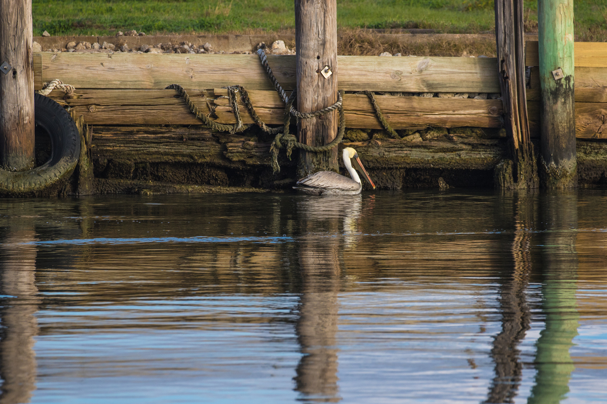 Canon EF 100-400mm F4.5-5.6L IS II USM sample photo. Pelican at the dock photography
