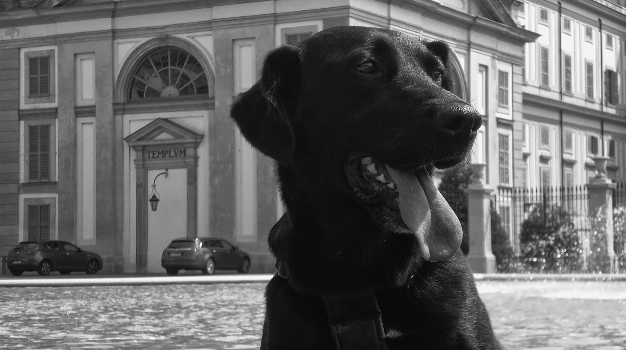 CASIO EX-Z90 sample photo. My dog maya photography