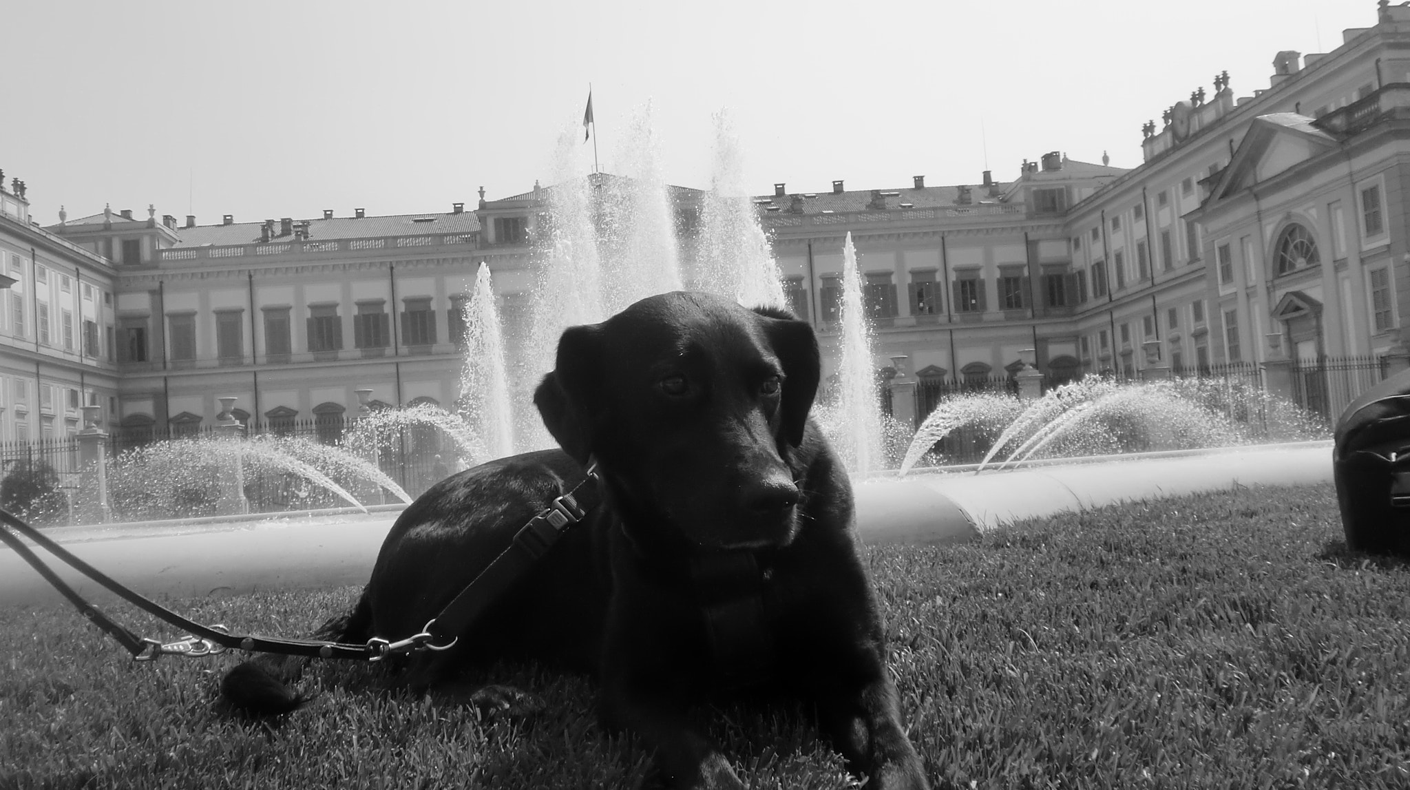 CASIO EX-Z90 sample photo. My dog maya photography