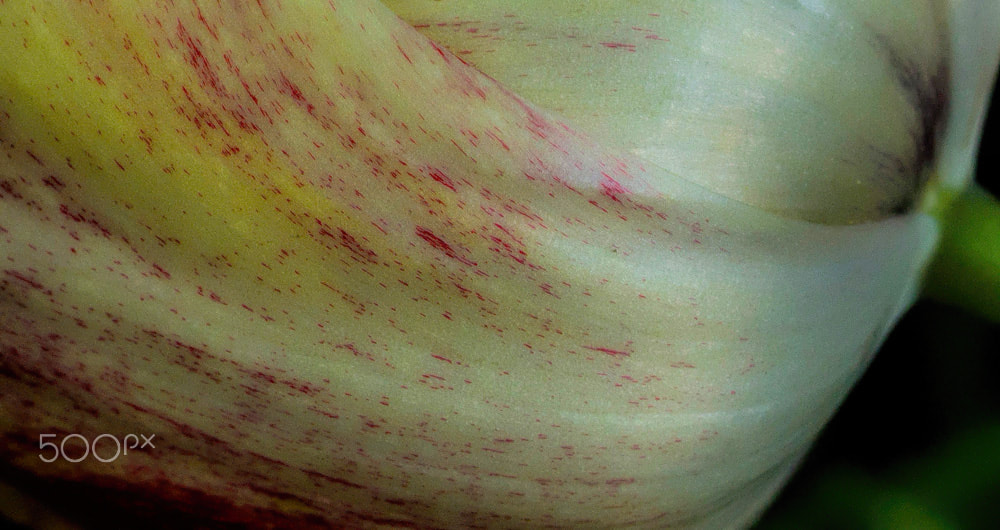 Olympus E-5 + OLYMPUS 50mm Lens sample photo. Tulip petals photography