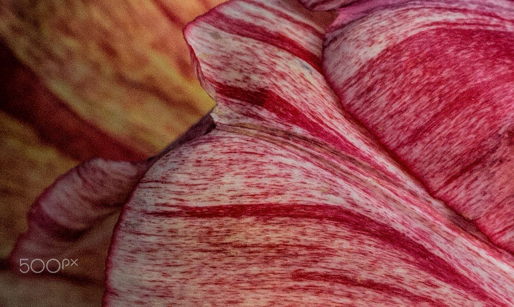 Olympus E-5 + OLYMPUS 50mm Lens sample photo. Petals photography