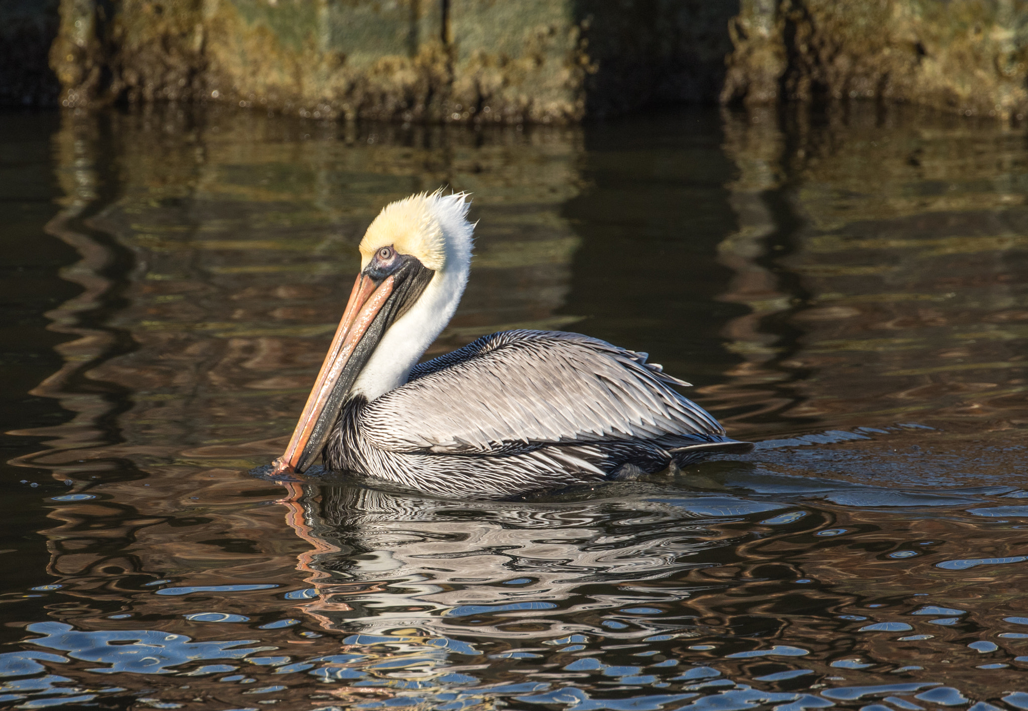 Canon EOS 7D Mark II + Canon EF 100-400mm F4.5-5.6L IS II USM sample photo. Pelican photography