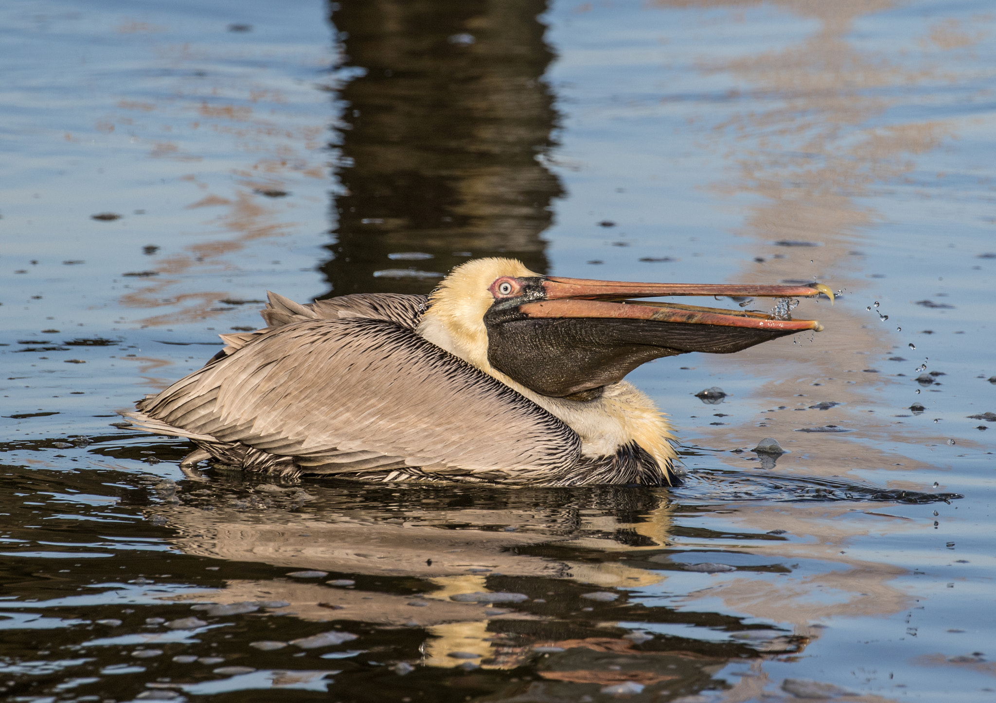 Canon EF 100-400mm F4.5-5.6L IS II USM sample photo. Pelican washing its beak out photography