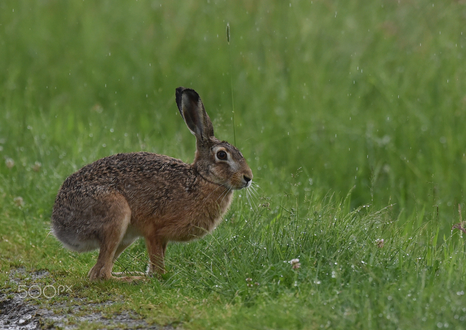 Nikon D750 + Nikon AF-S Nikkor 400mm F2.8G ED VR II sample photo. Feldhase (lepus europaeus) photography