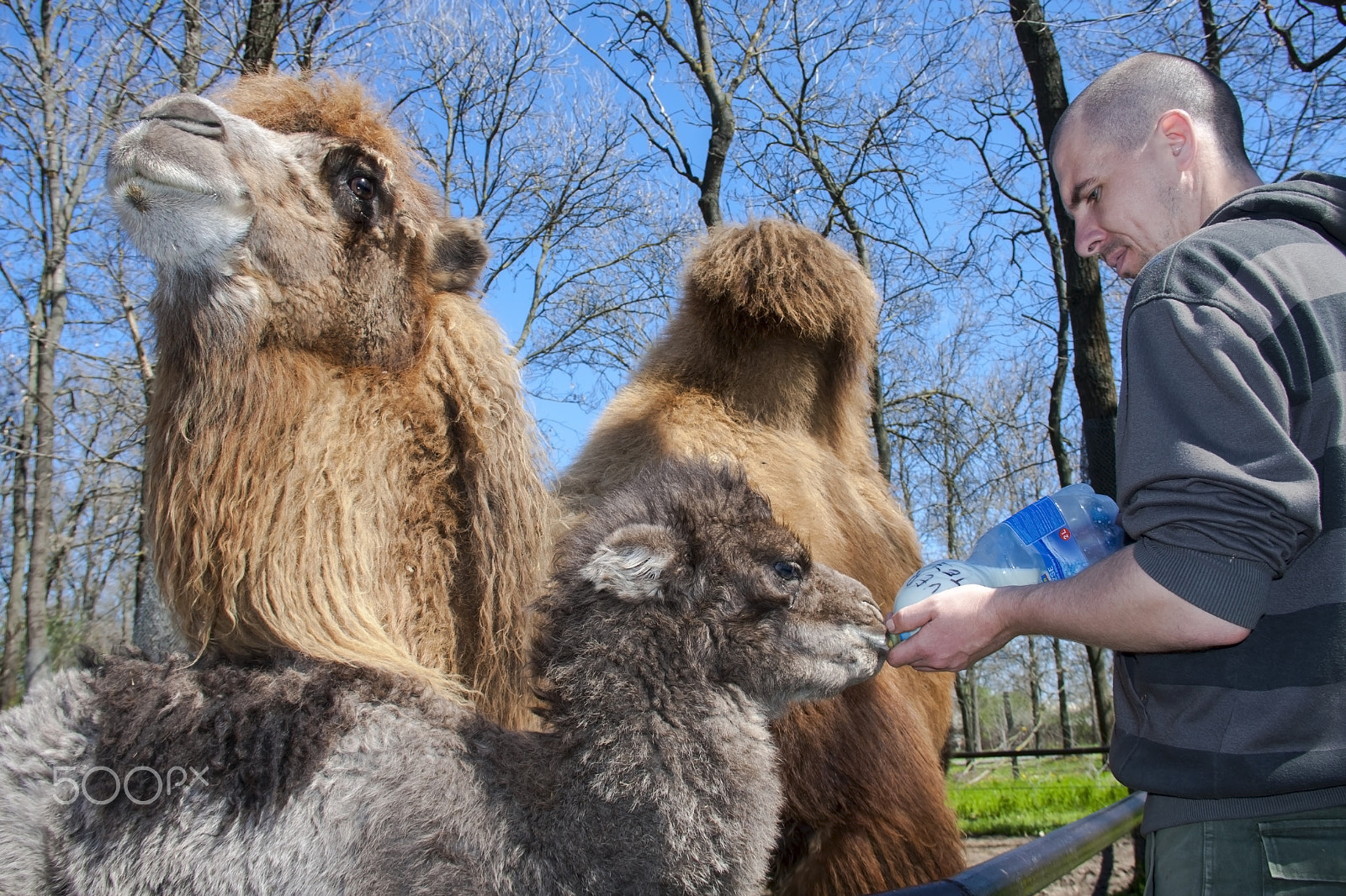 Canon EOS 40D sample photo. Feeding a baby camel photography
