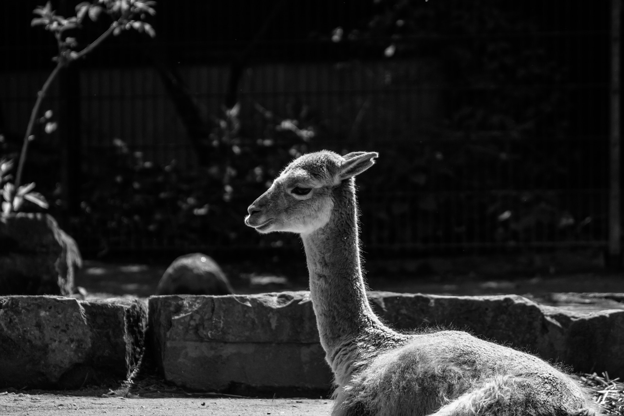 Canon EOS 450D (EOS Rebel XSi / EOS Kiss X2) sample photo. Black and white lama photography