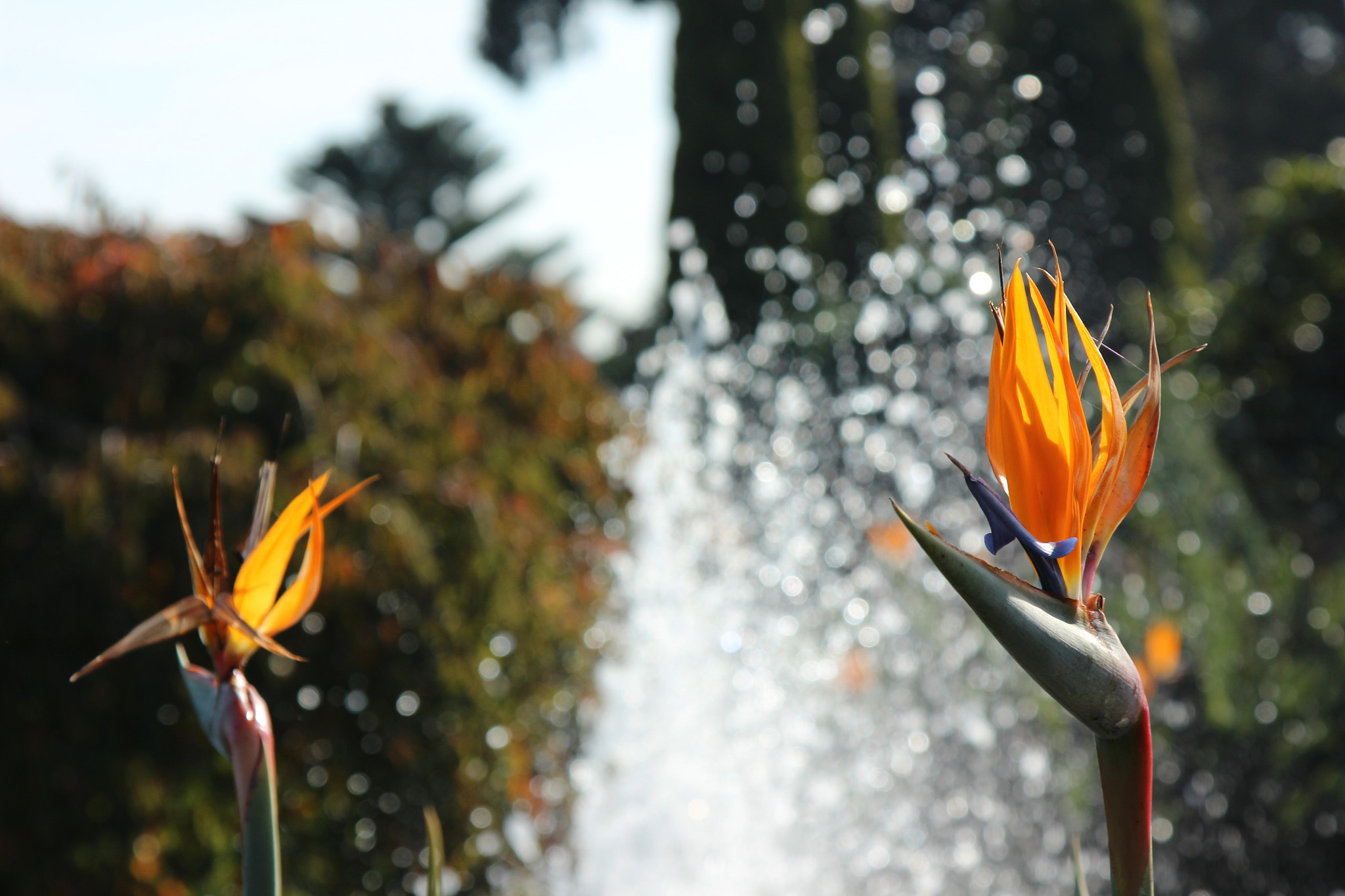Canon EOS 600D (Rebel EOS T3i / EOS Kiss X5) sample photo. Crane flower in front of fountain photography