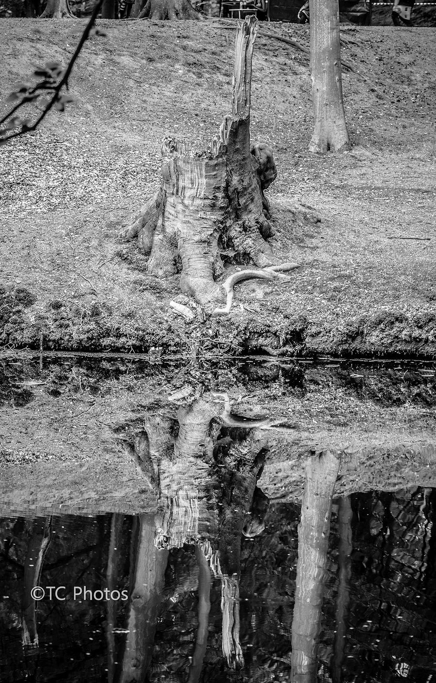 Sony SLT-A77 + Minolta/Sony AF 70-200mm F2.8 G sample photo. Bealtaine photography