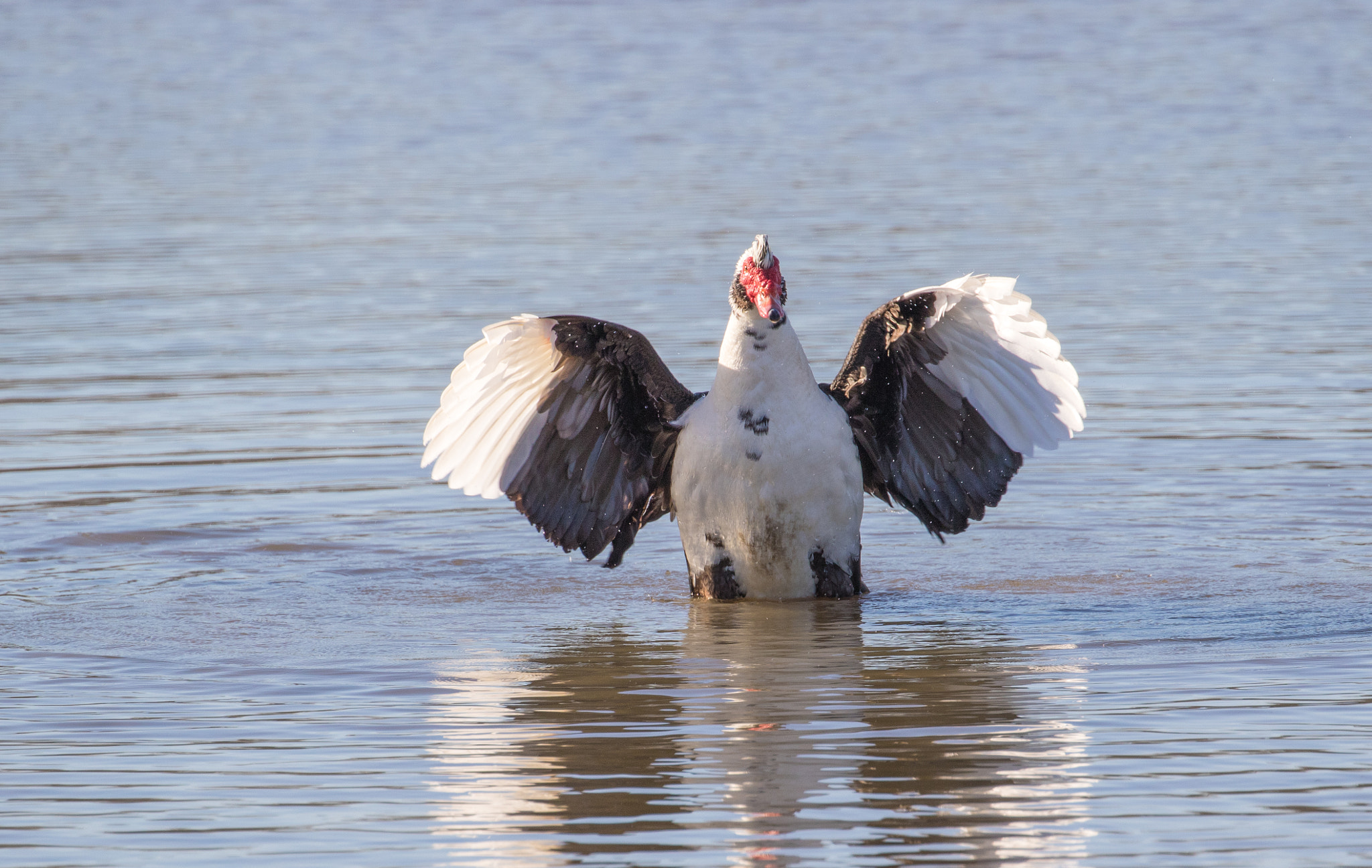 Canon EOS 7D Mark II + Canon EF 100-400mm F4.5-5.6L IS II USM sample photo. Angry photography