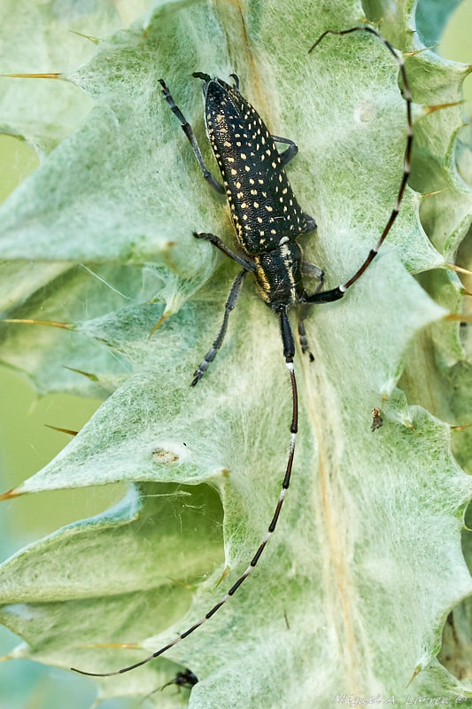 Sony ILCA-77M2 + 150mm F2.8 sample photo. Cerambycidae photography