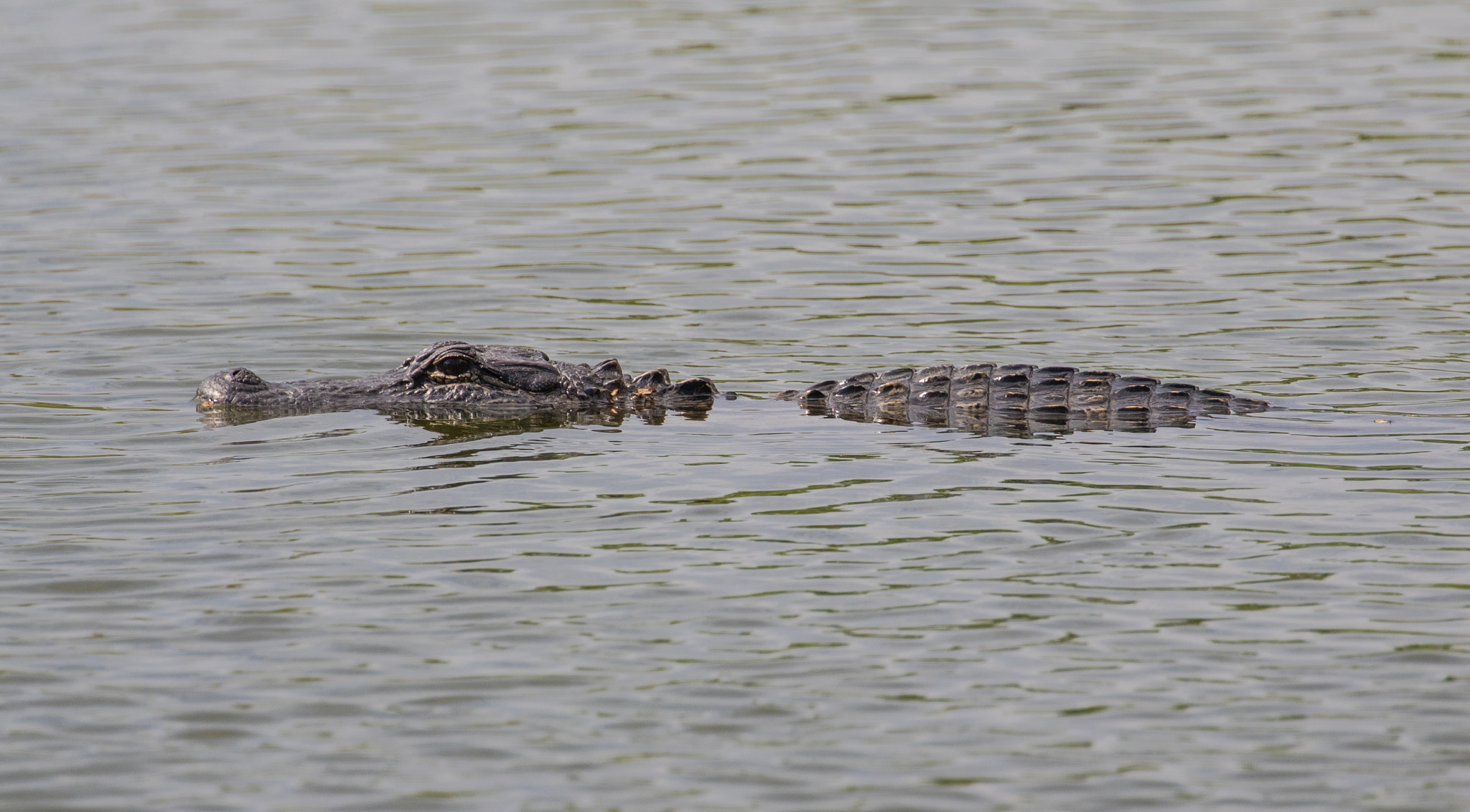 Canon EOS 7D Mark II + Canon EF 100-400mm F4.5-5.6L IS II USM sample photo. Gator at the park photography