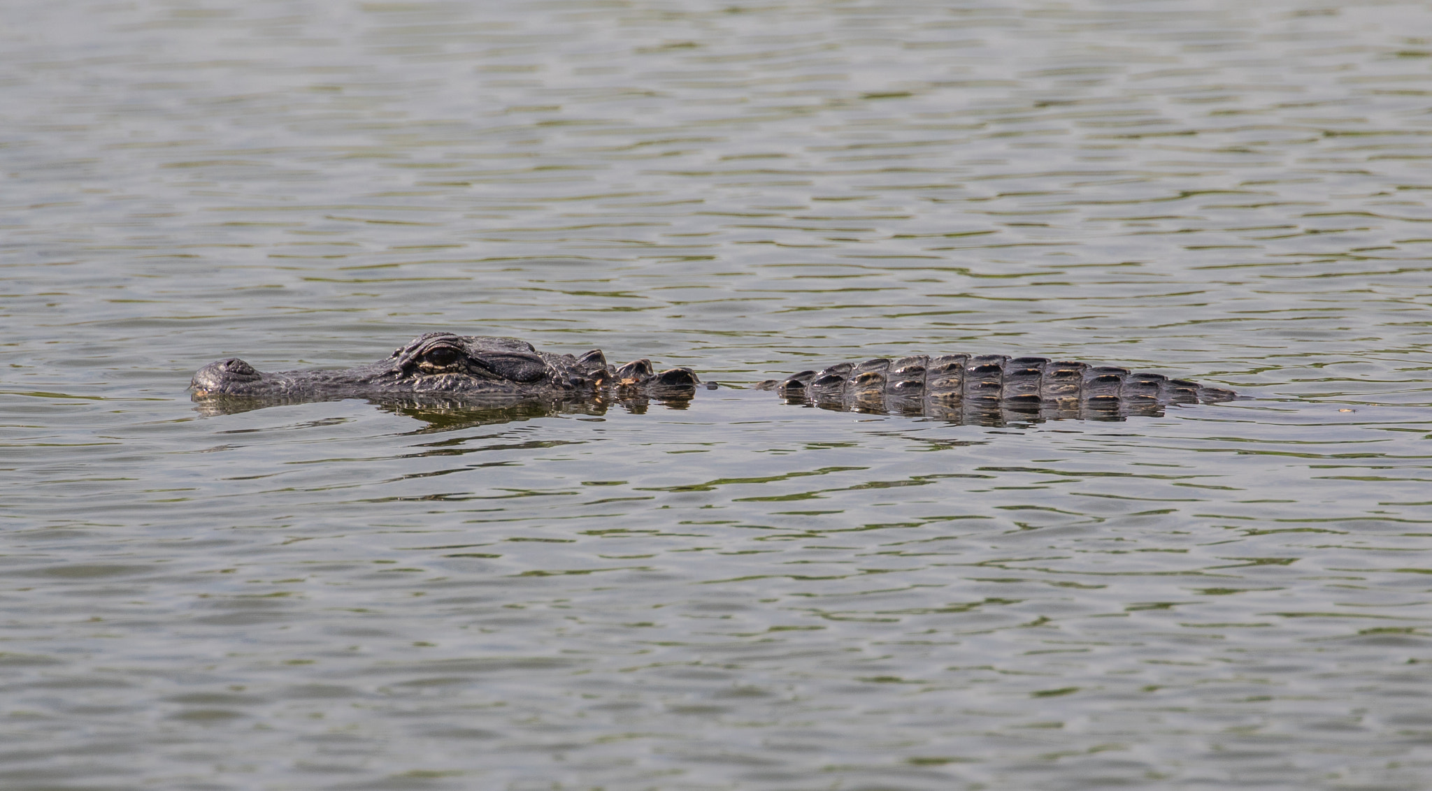 Canon EF 100-400mm F4.5-5.6L IS II USM sample photo. Gator at the park photography