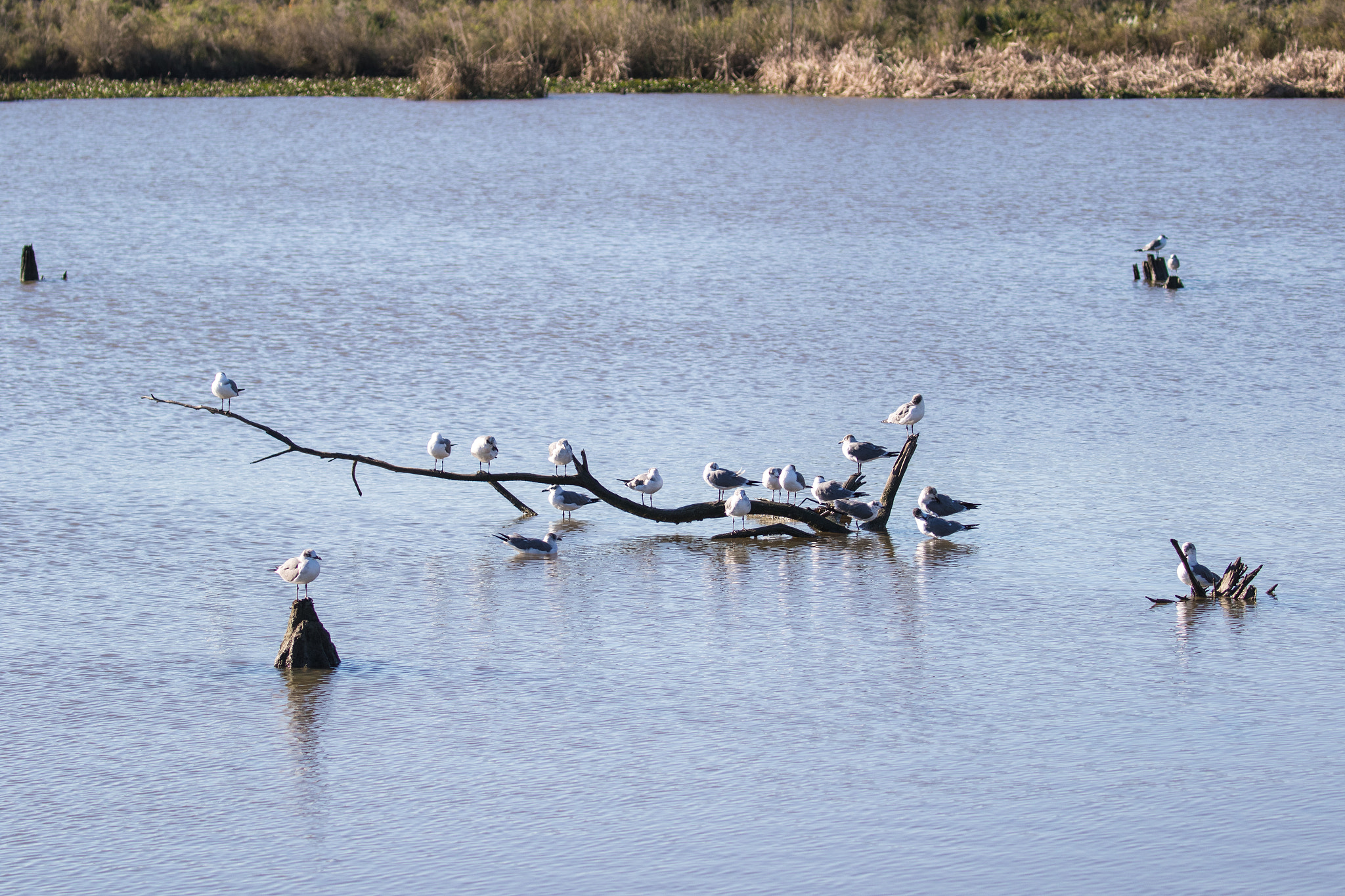 Canon EOS 7D Mark II + Canon EF 100-400mm F4.5-5.6L IS II USM sample photo. Hanging out photography