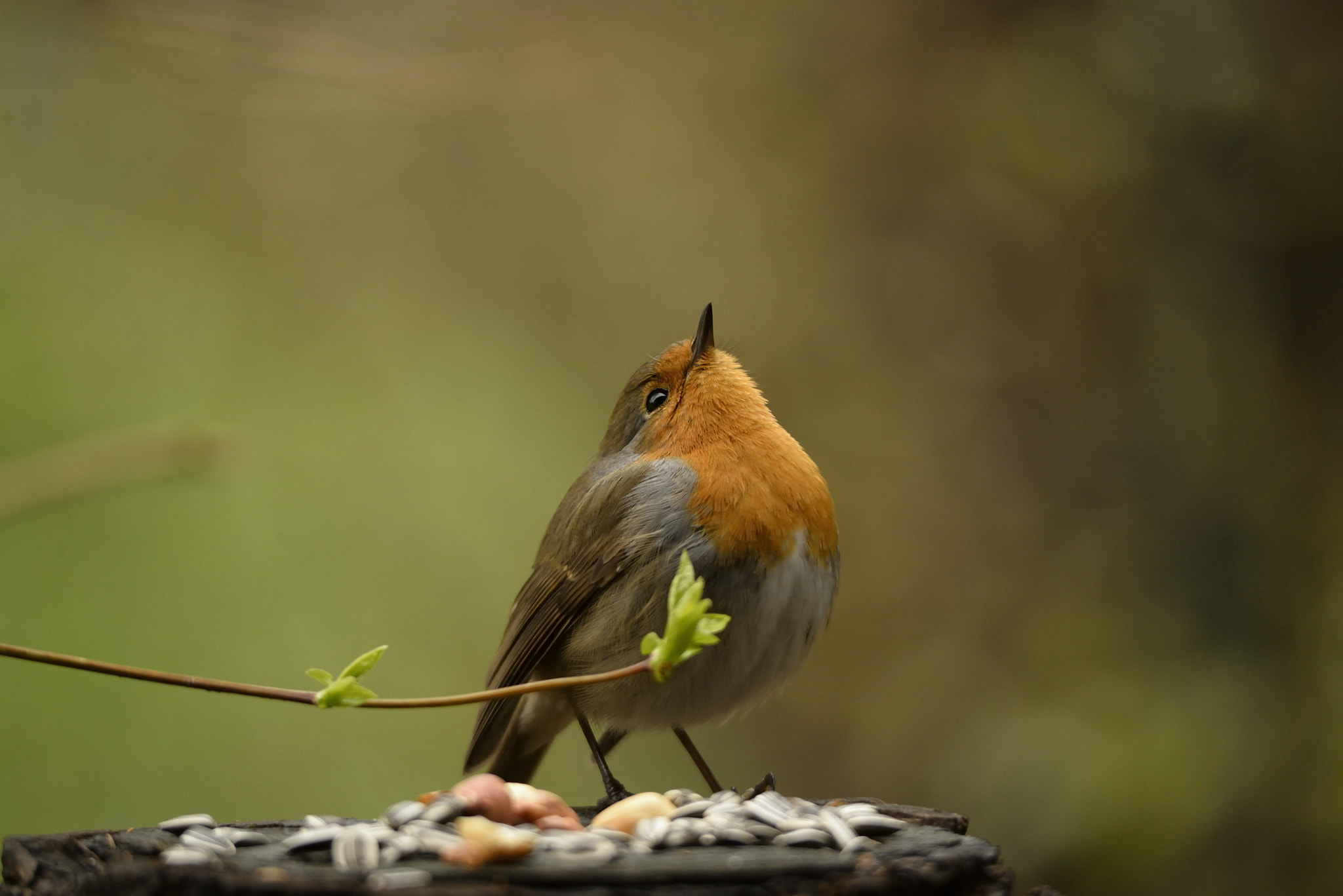 Sigma 80-400mm F4.5-5.6 EX OS sample photo. Pettirosso in posa photography