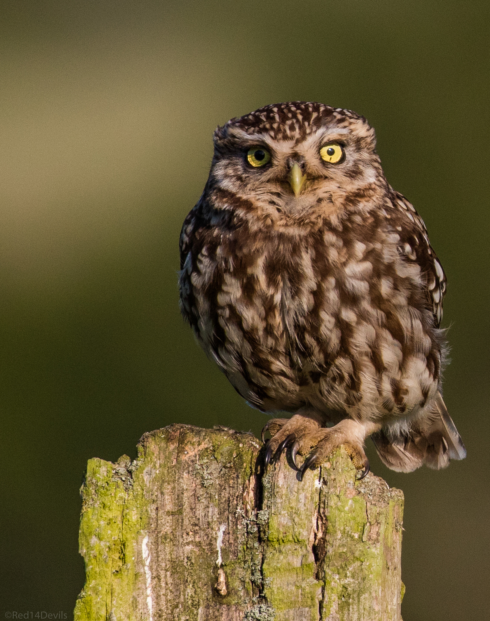 Canon EF 100-400mm F4.5-5.6L IS II USM sample photo. Little owl photography
