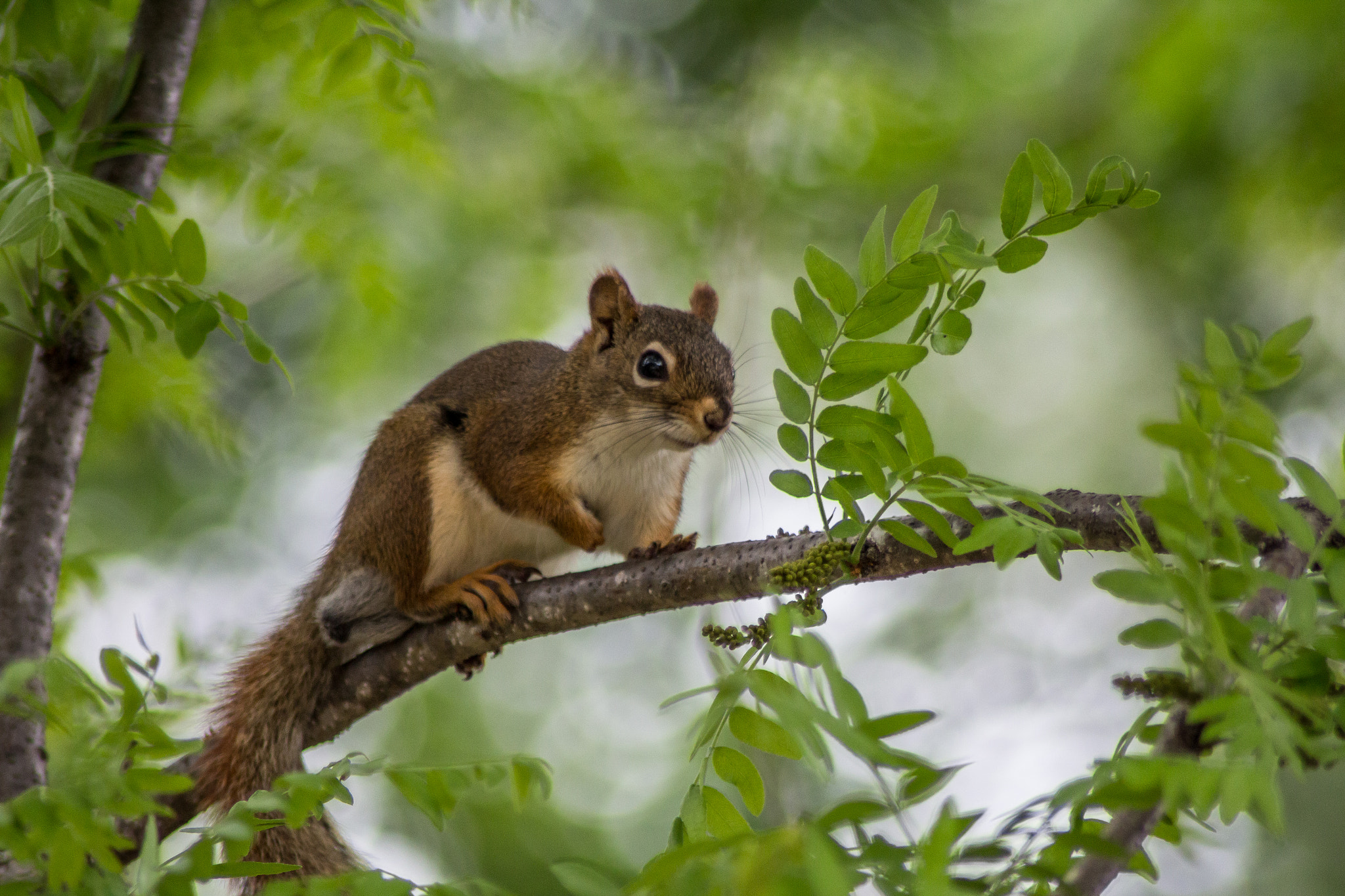 Canon EOS 650D (EOS Rebel T4i / EOS Kiss X6i) sample photo. Red squirrel photography
