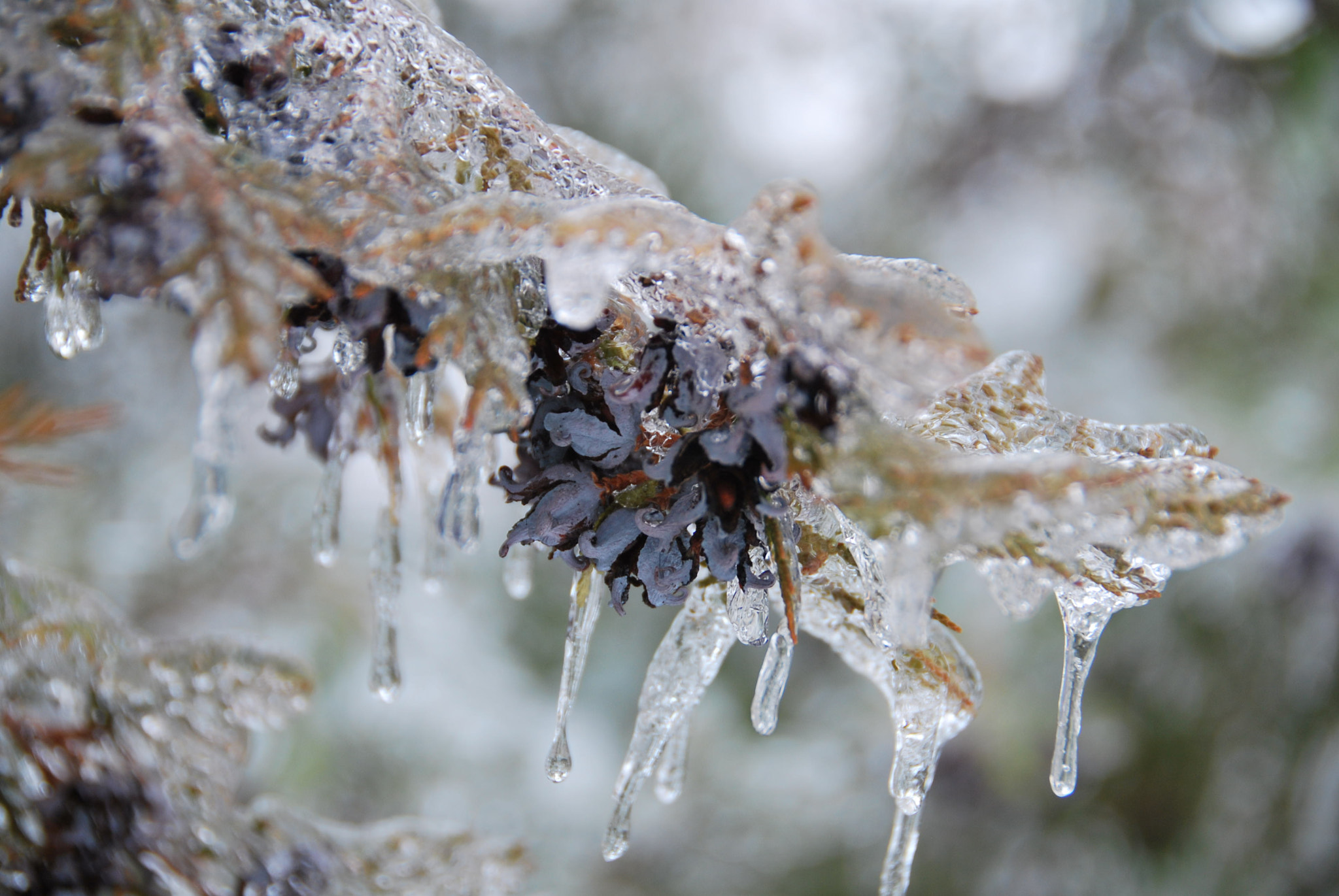 Nikon D60 sample photo. Frozen cypress photography