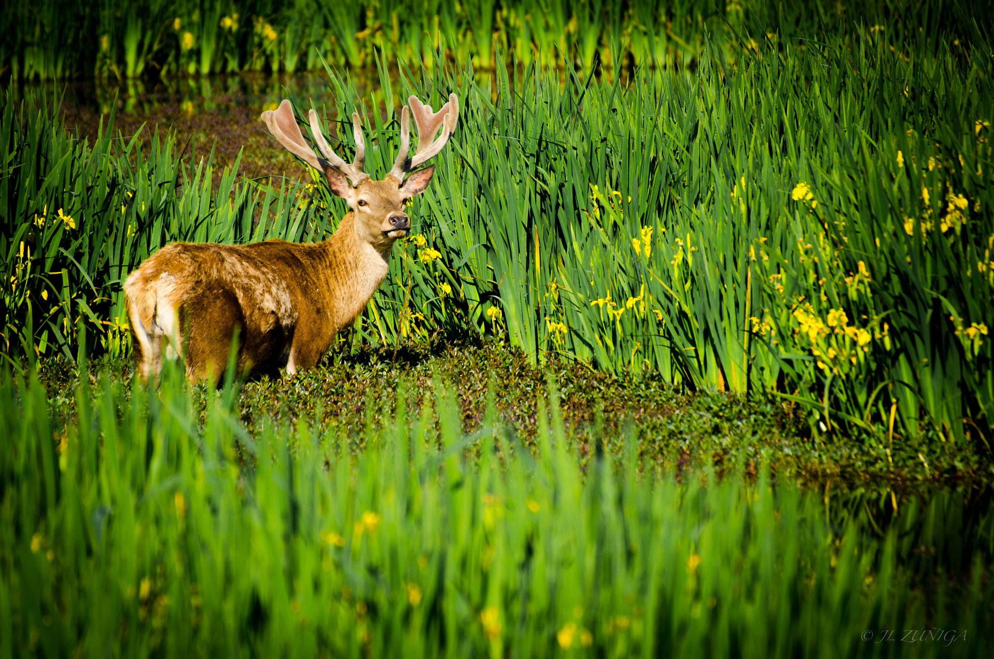 Nikon D7000 + Sigma 70-300mm F4-5.6 DG OS sample photo. A remojo photography