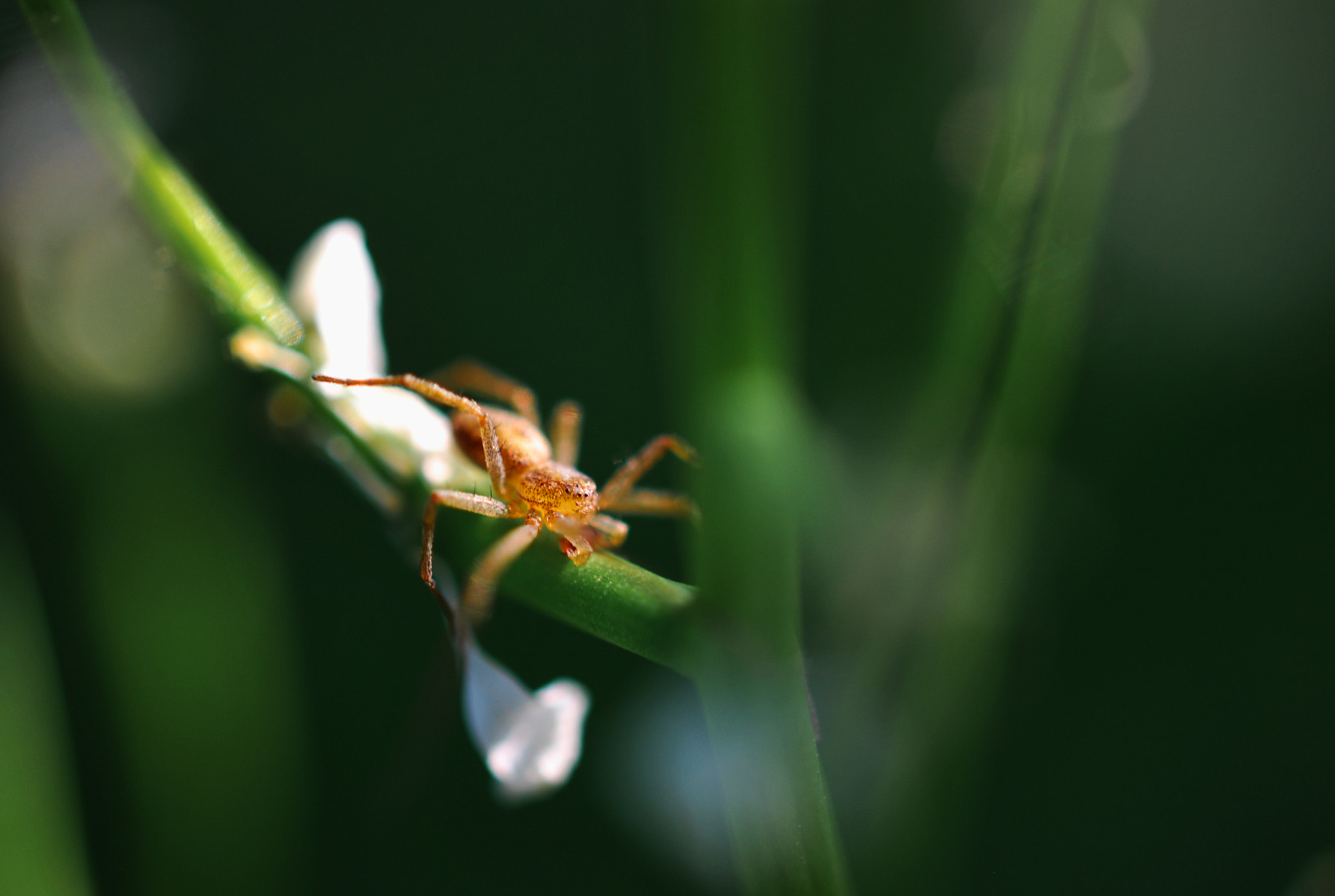 Nikon AF-S DX Micro Nikkor 40mm F2.8 sample photo. Spider on a flower photography
