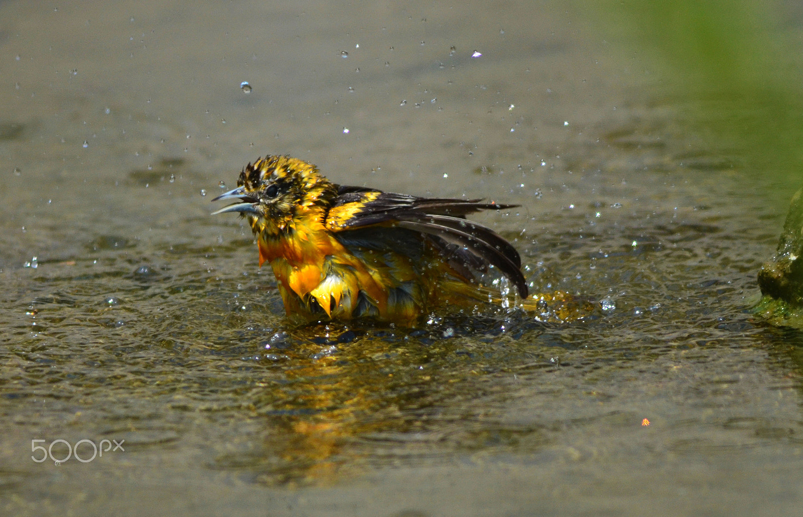 Nikon AF-S Nikkor 400mm F2.8D ED-IF II sample photo. Baltimore oriole female bath photography