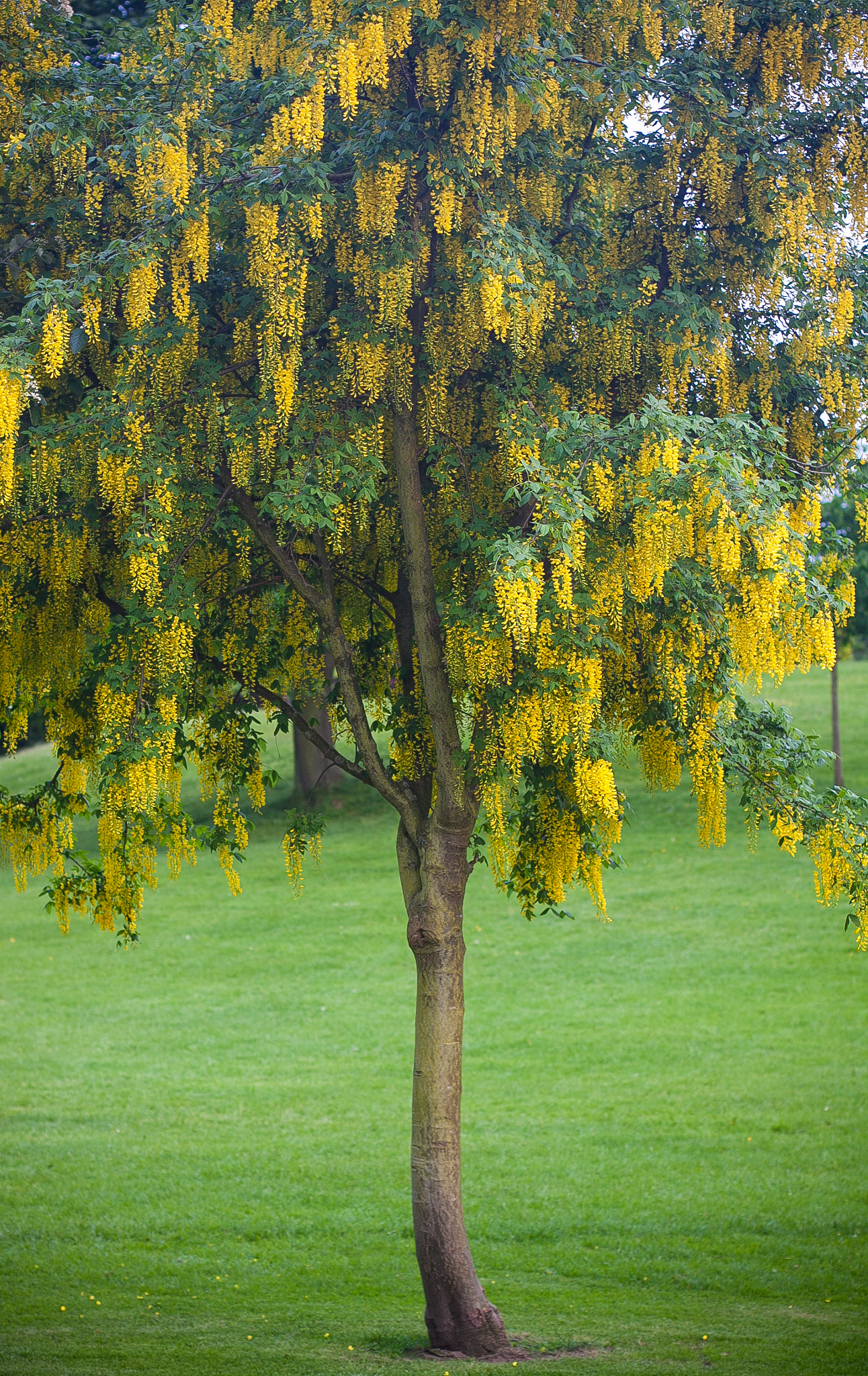 Canon EOS 50D + Canon EF 50mm F1.4 USM sample photo. Just a tree photography