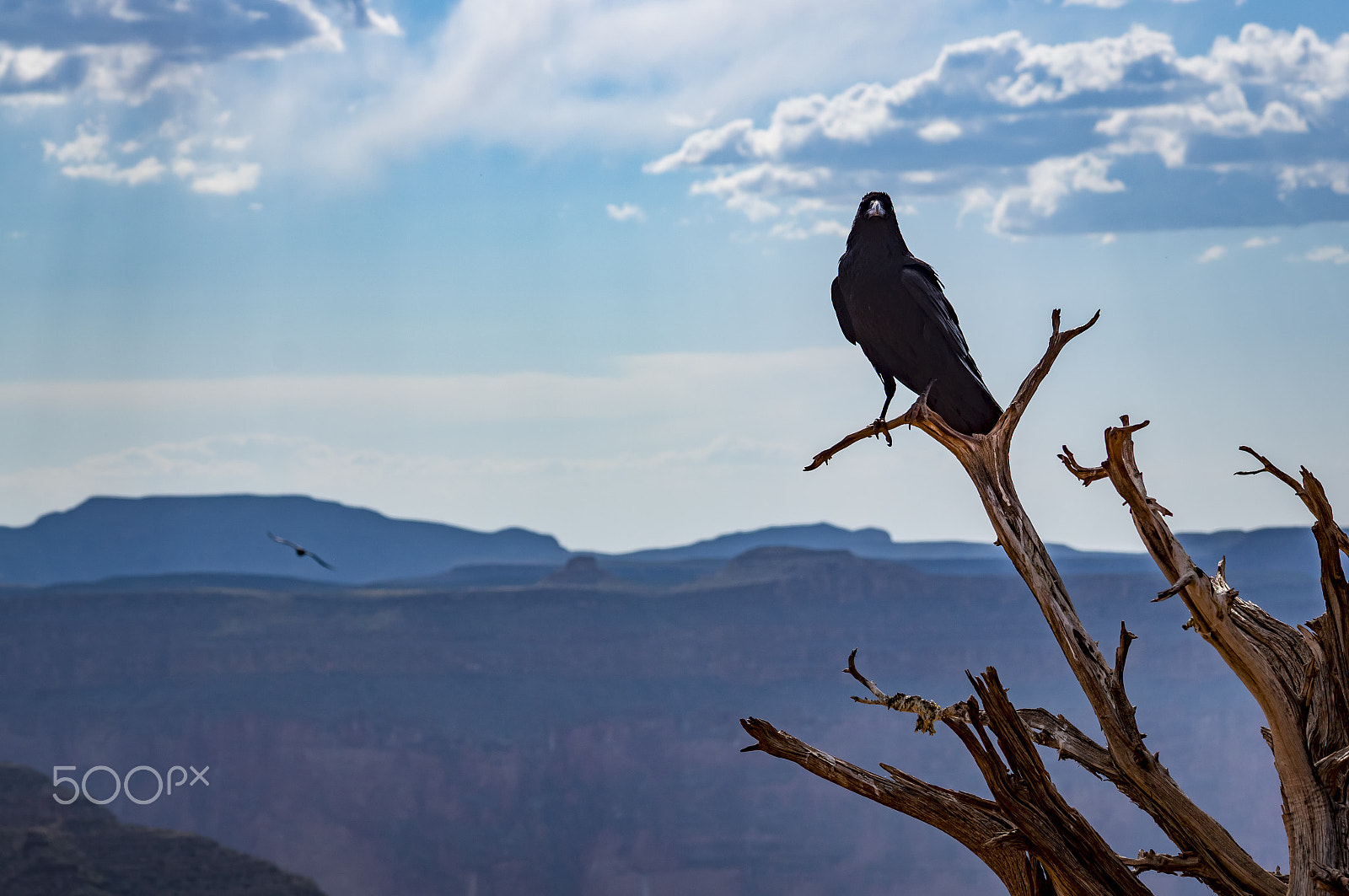 Tamron SP 70-300mm F4-5.6 Di USD sample photo. Guano point grand canyon black hawk eagle photography