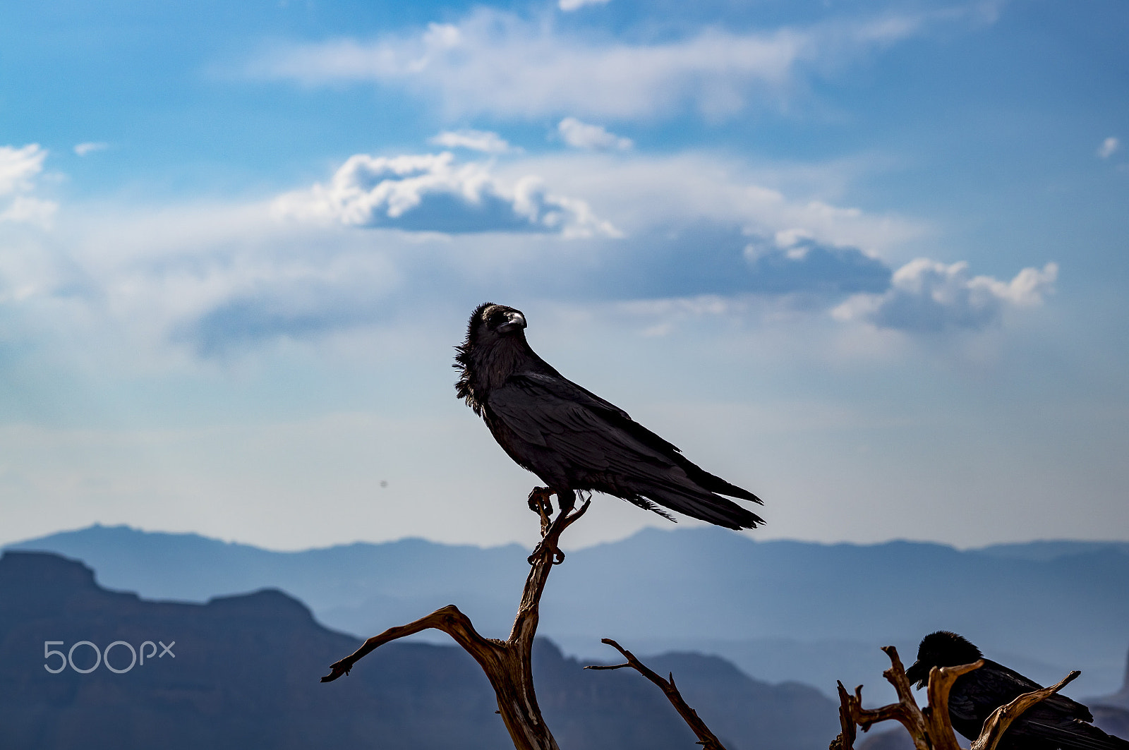 Tamron SP 70-300mm F4-5.6 Di USD sample photo. Guano point grand canyon black hawk eagle photography