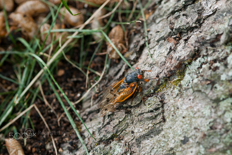 Nikon D200 + Sigma 105mm F2.8 EX DG Macro sample photo. The emergence photography