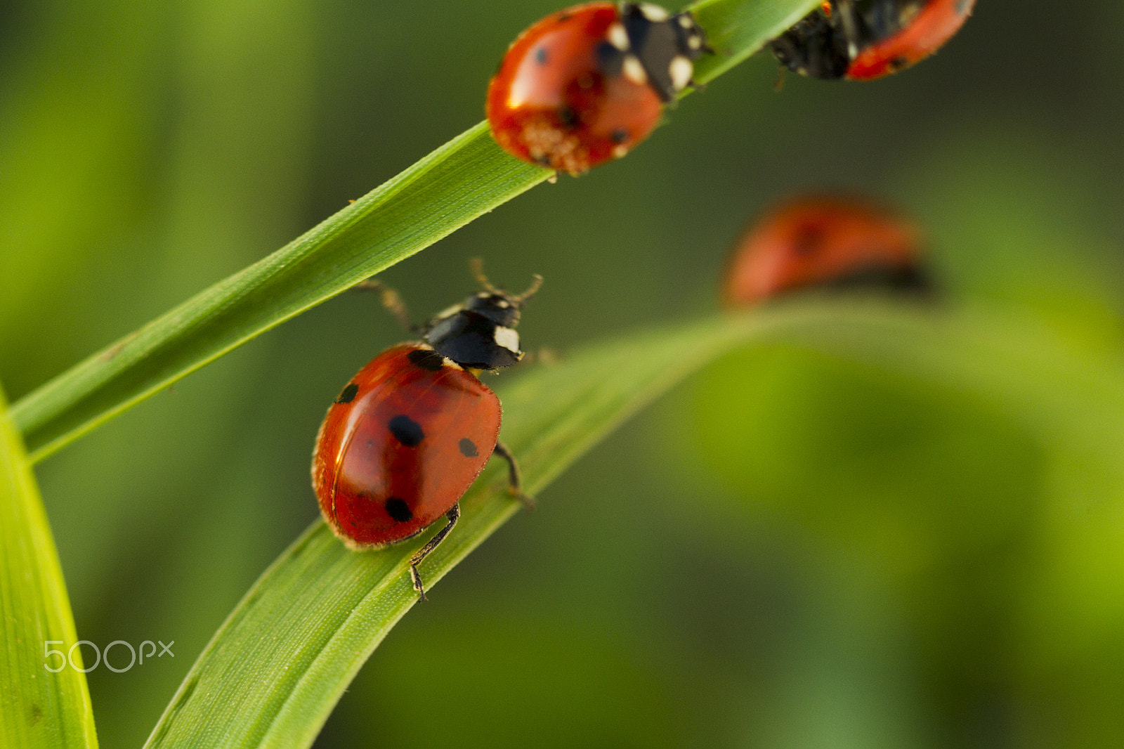Canon EOS-1D Mark IV sample photo. Beetles ladybug in green grass photography