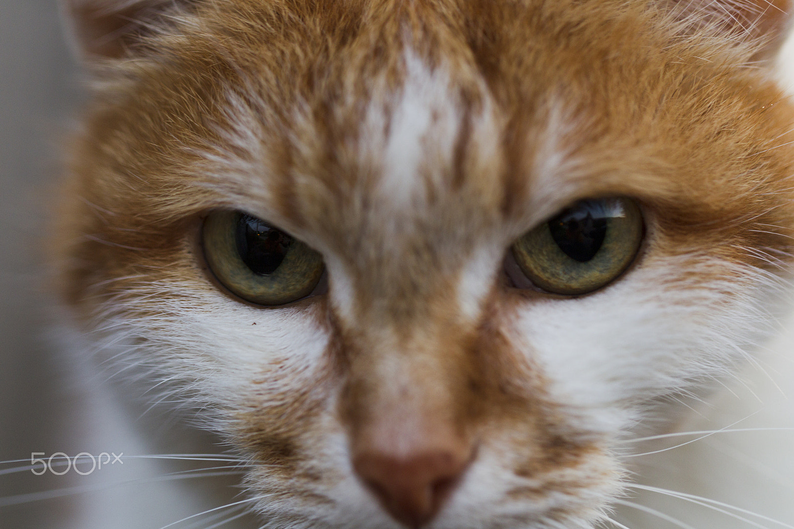 Canon EOS-1D Mark IV sample photo. Red cat, eyes photography