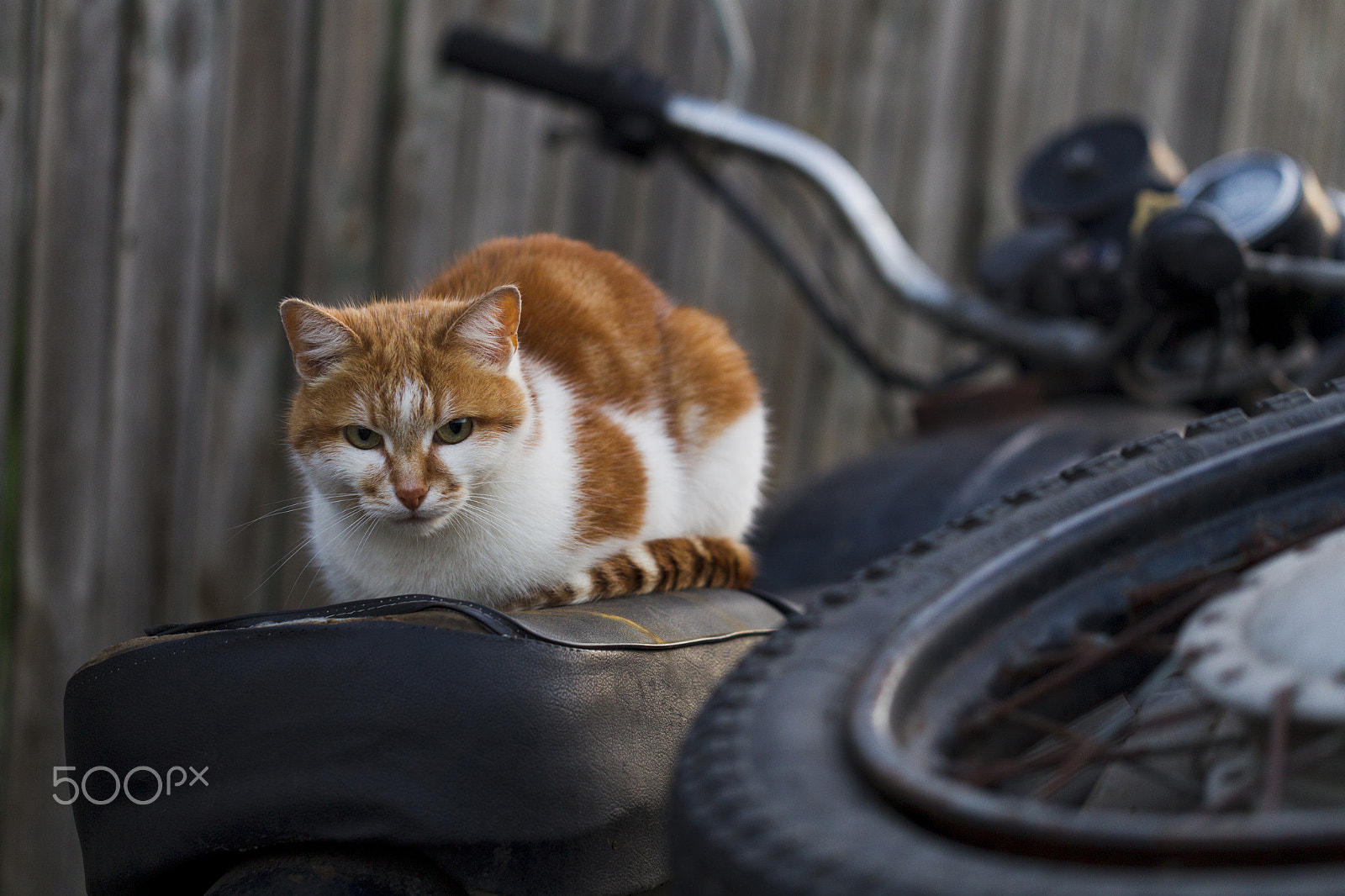 Canon EOS-1D Mark IV sample photo. Red cat sitting on the old bike photography