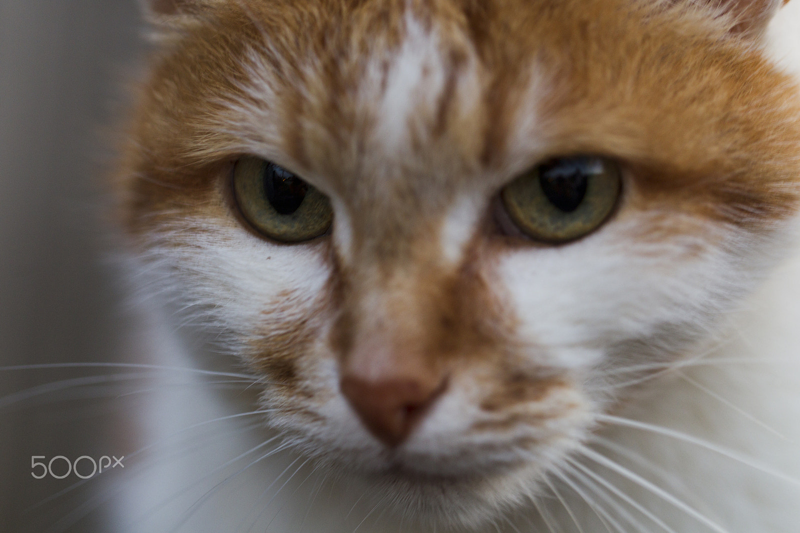 Canon EOS-1D Mark IV sample photo. Red cat, eyes photography