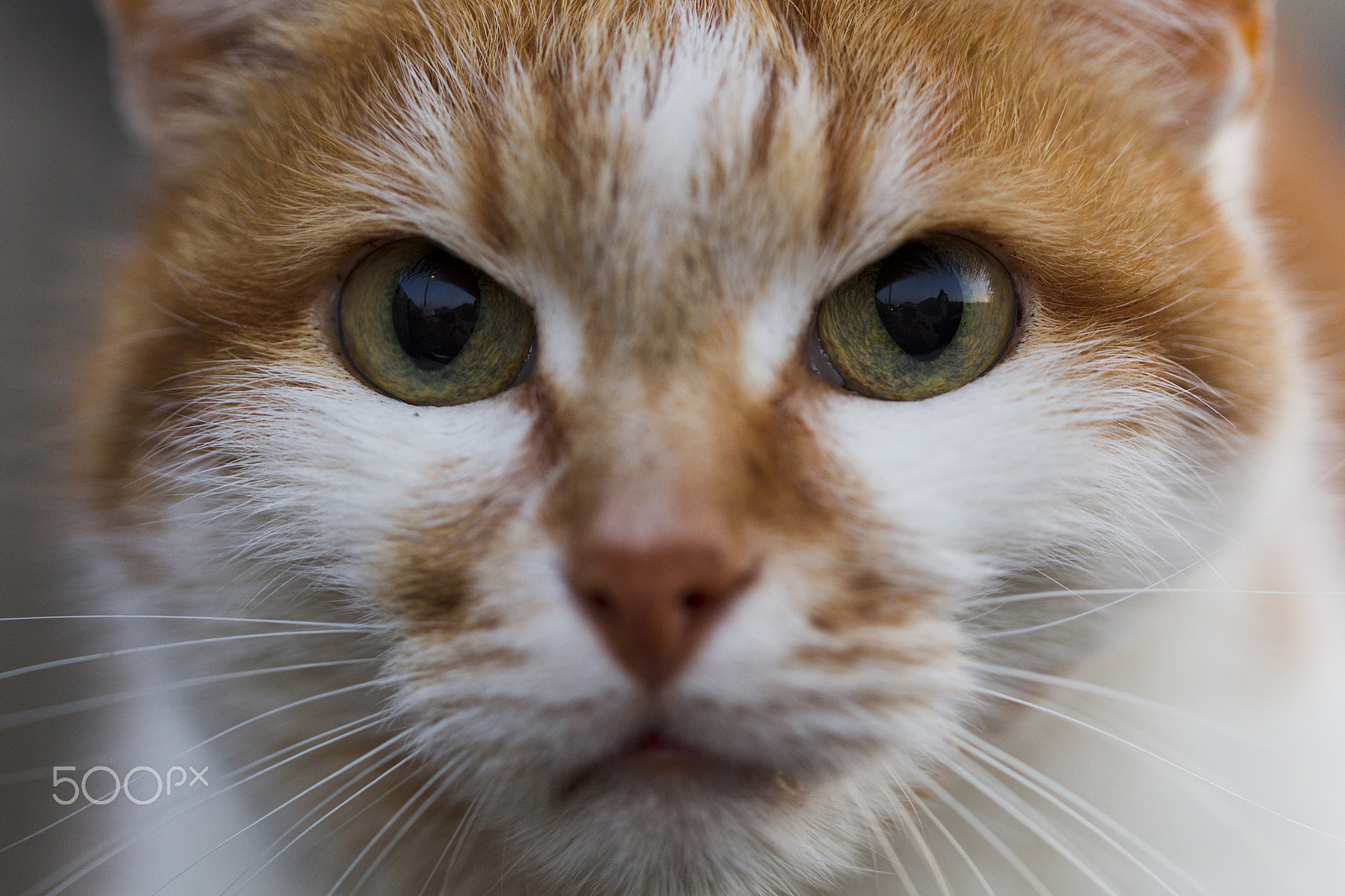 Canon EOS-1D Mark IV sample photo. Red cat, eyes photography
