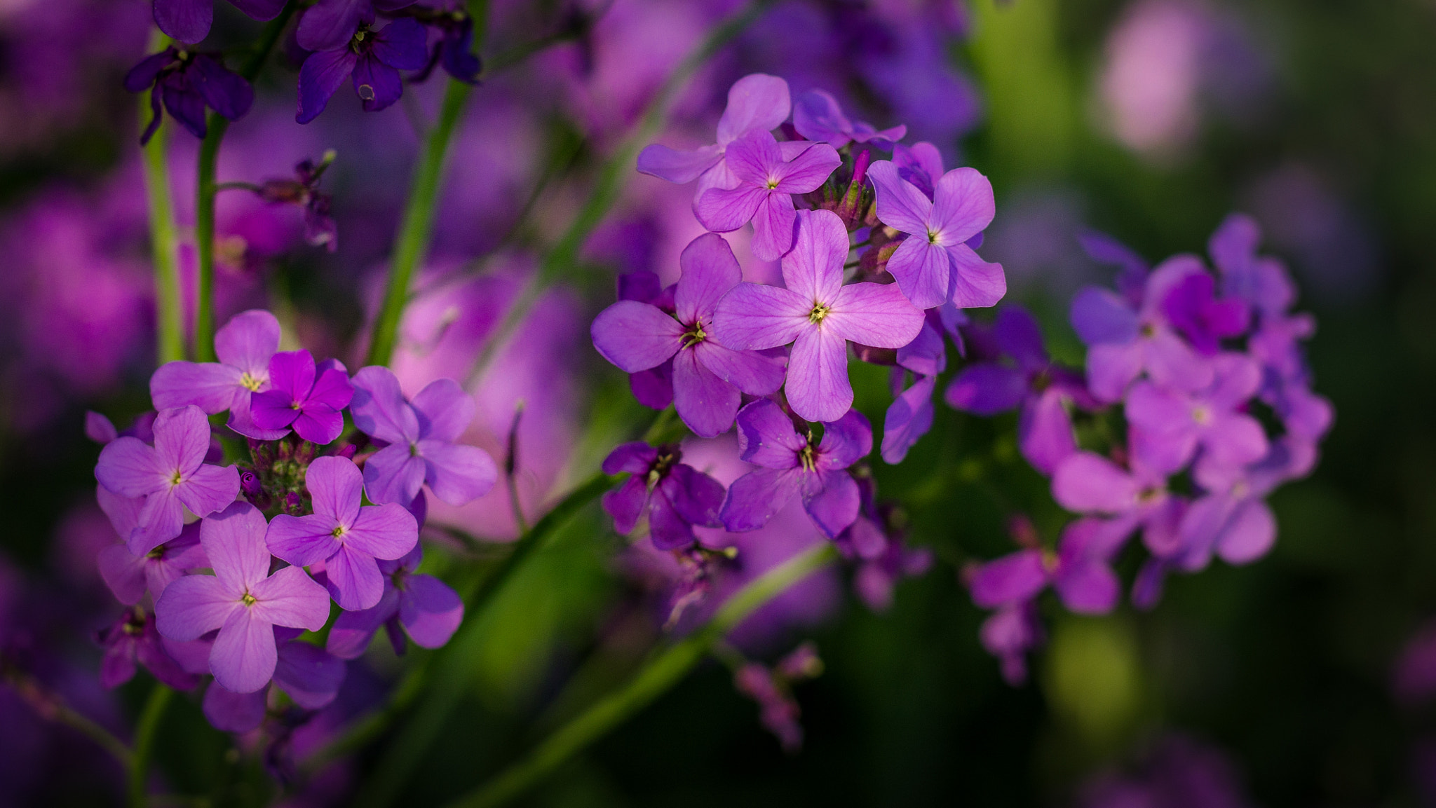 Nikon D7000 + Sigma 50mm F1.4 DG HSM Art sample photo. Tyrian purple photography