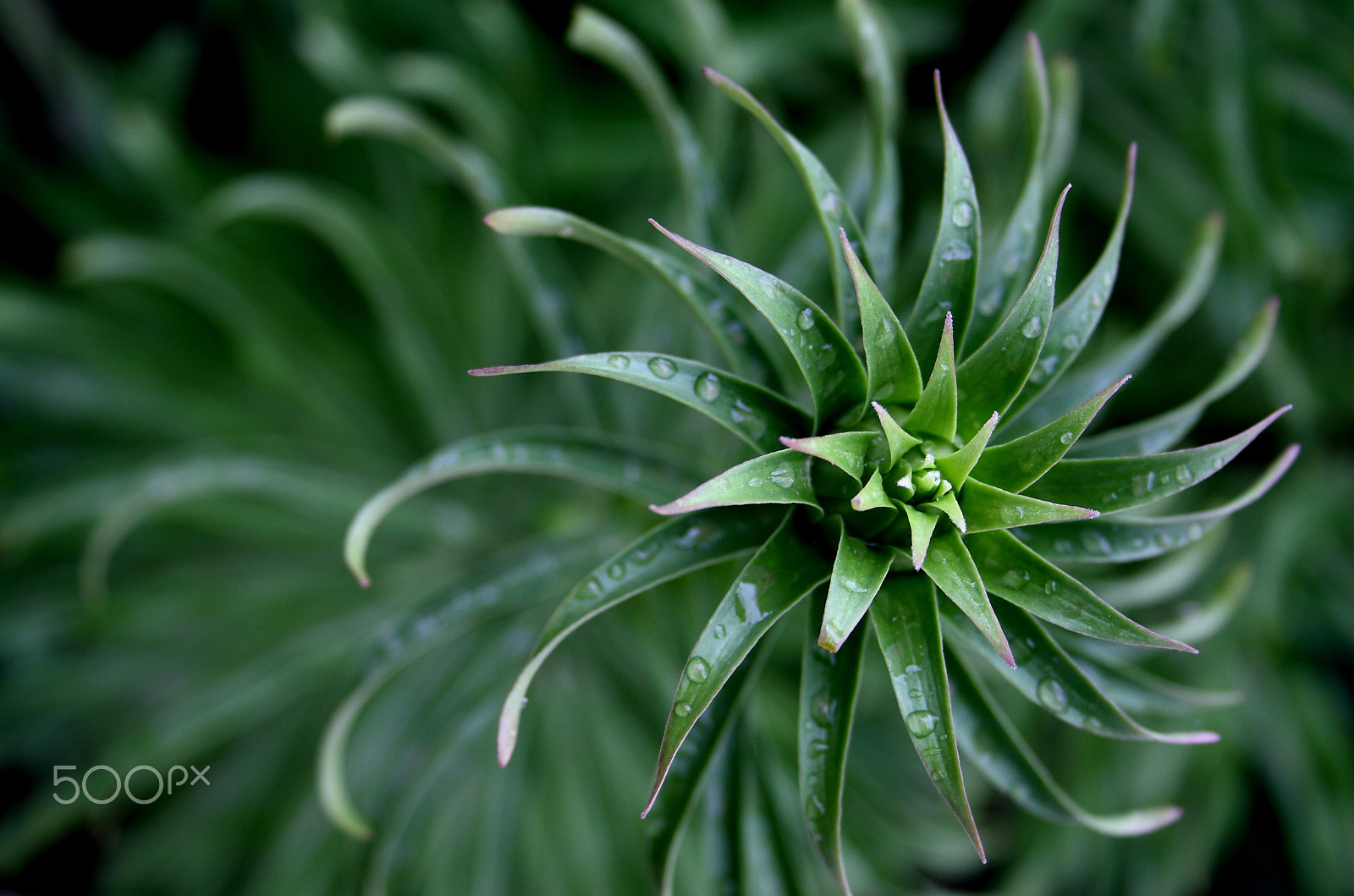 Canon EF-S 18-55mm F3.5-5.6 sample photo. Spiral of life photography