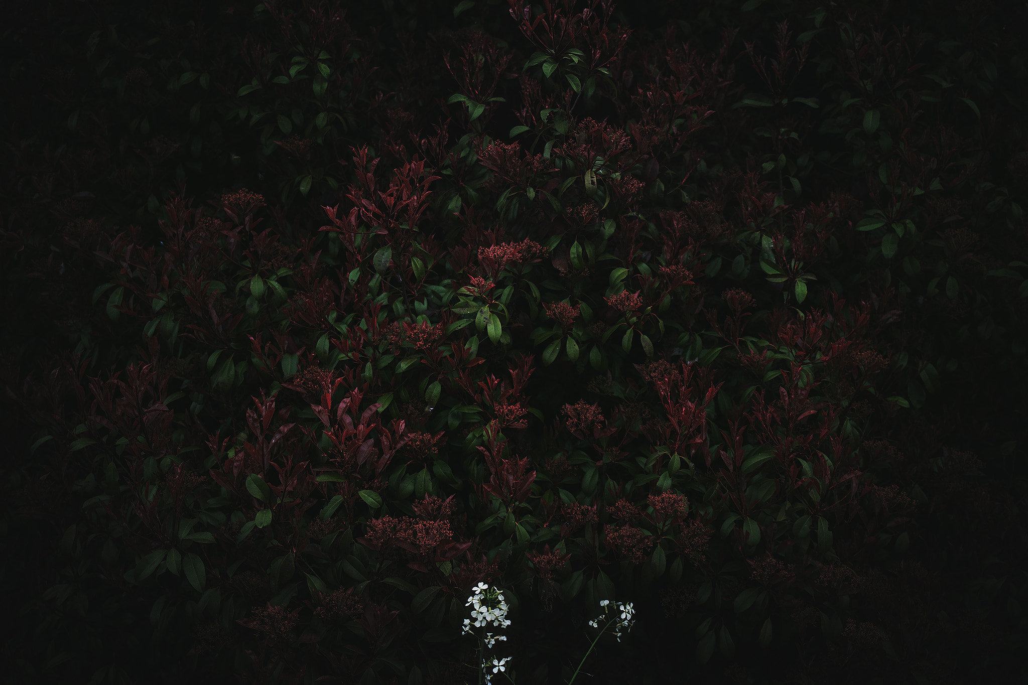 Canon EOS 5DS + Canon EF 35mm F2 IS USM sample photo. 5ds_9201-2.jpg photography