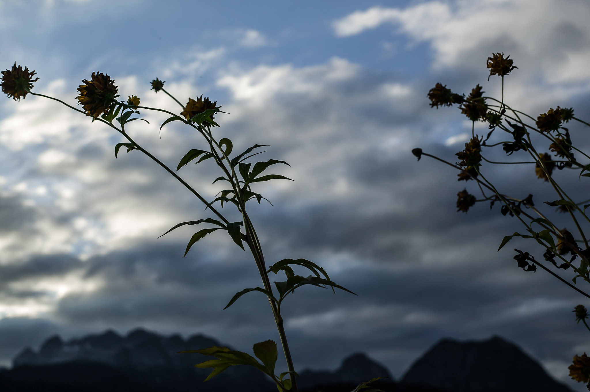 Canon EOS-1Ds + Canon EF 50mm F1.8 II sample photo. Flower-2 photography