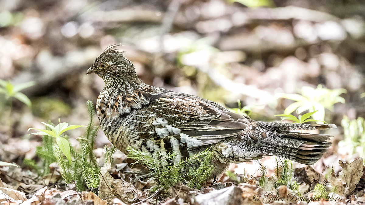 Nikon AF-S Nikkor 400mm F2.8G ED VR II sample photo. Ruffed grouse photography