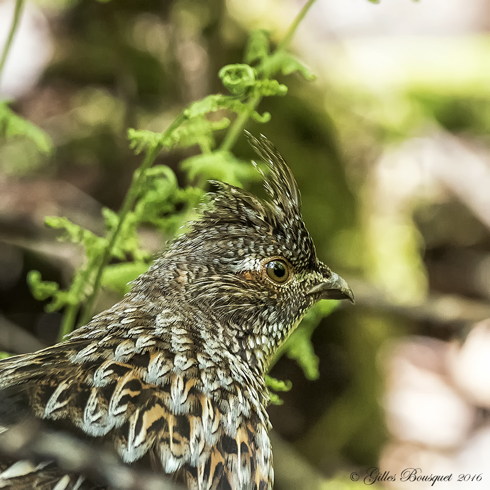 Nikon AF-S Nikkor 400mm F2.8G ED VR II sample photo. Ruffed grouse photography